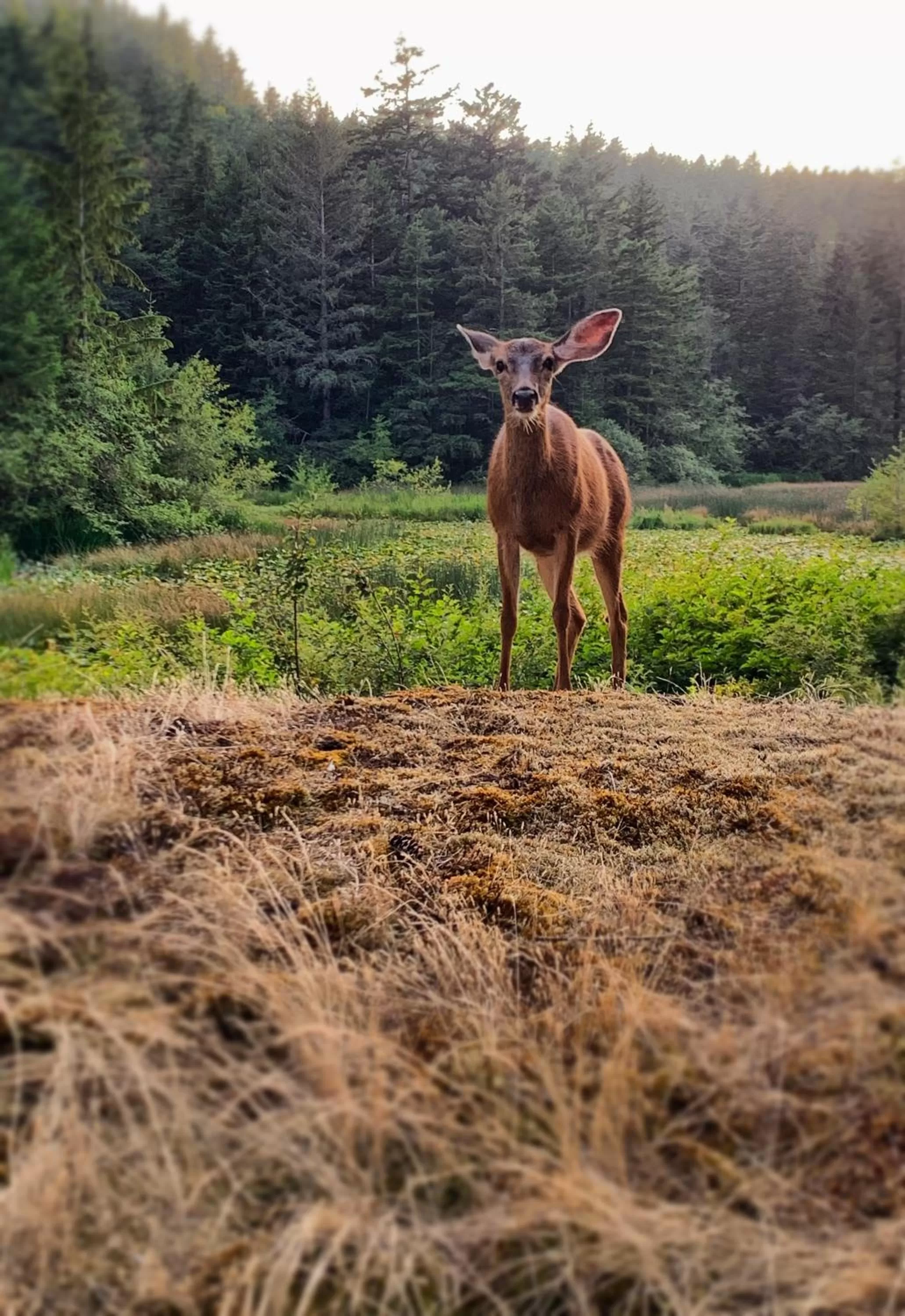 View (from property/room) in Otter's Pond Bed and Breakfast