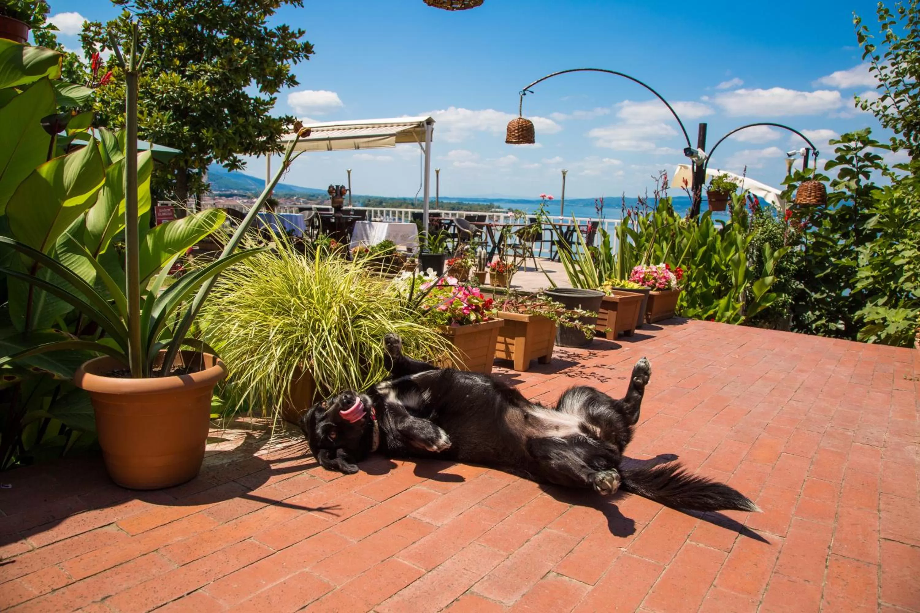 Garden, Pets in Sapanca Villa Suite Boutique Hotel