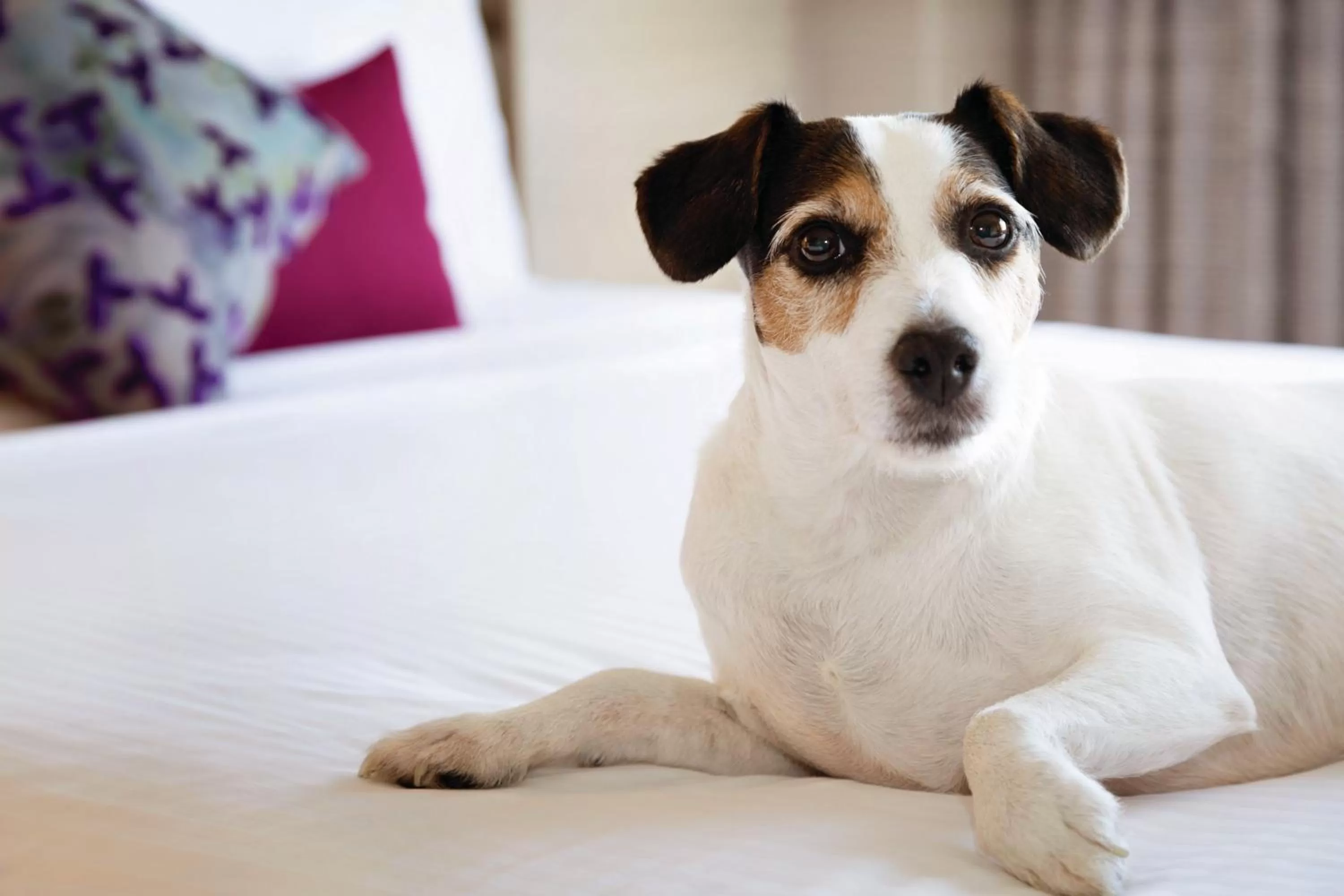 Pets in Coast Edmonton Plaza Hotel by APA