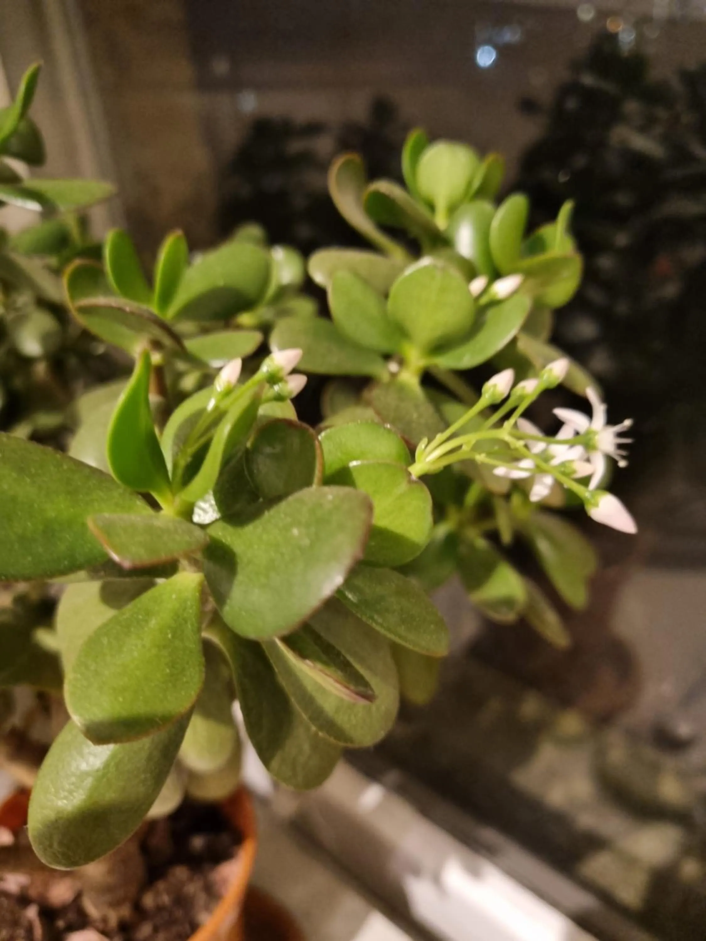 View (from property/room) in The Windmill Hotel