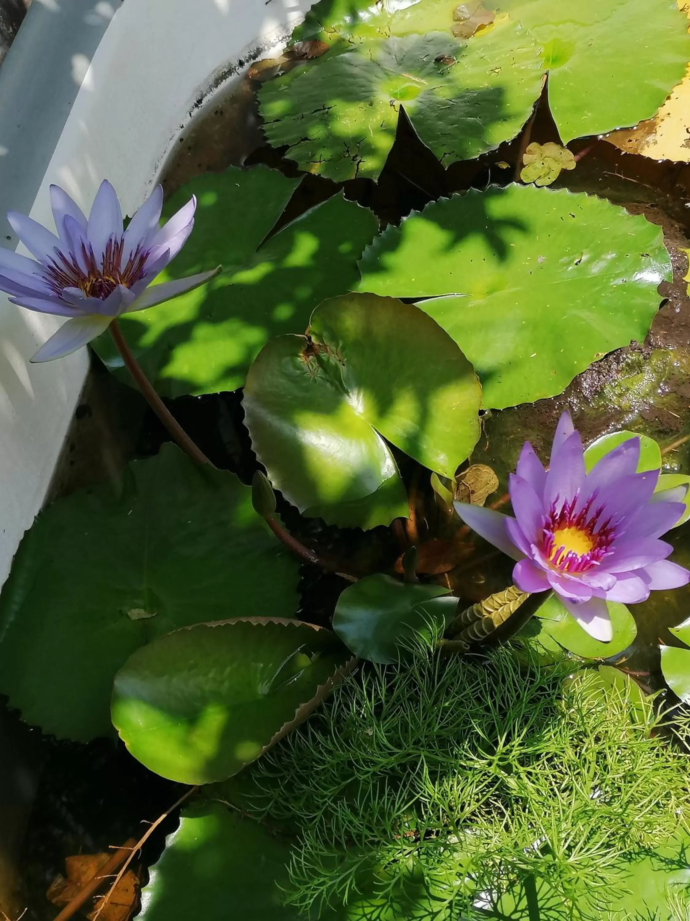 Garden view in Casa de Luz