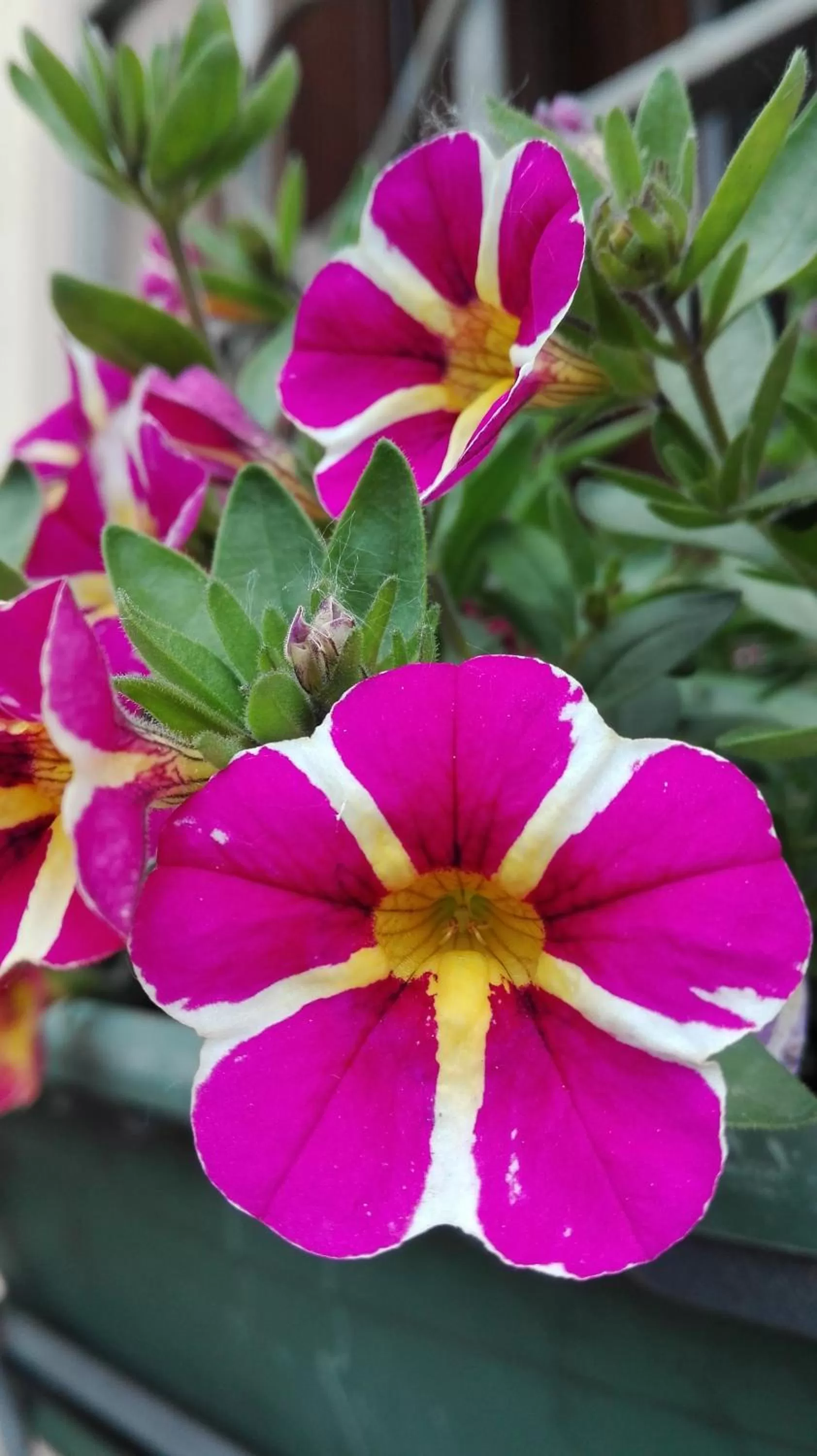 Garden in Villa Scalabrini