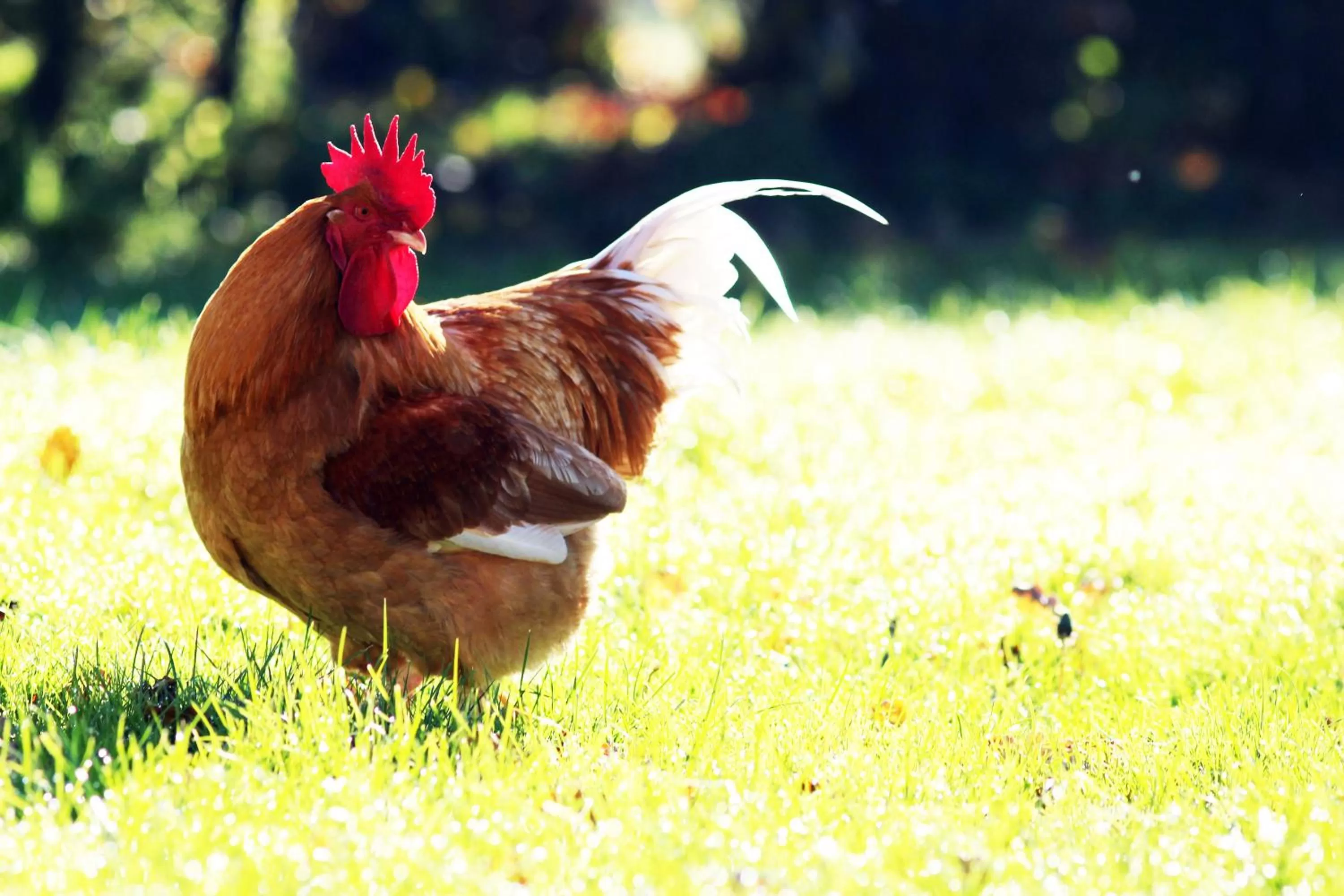 Other in La Romance et la Romanesque