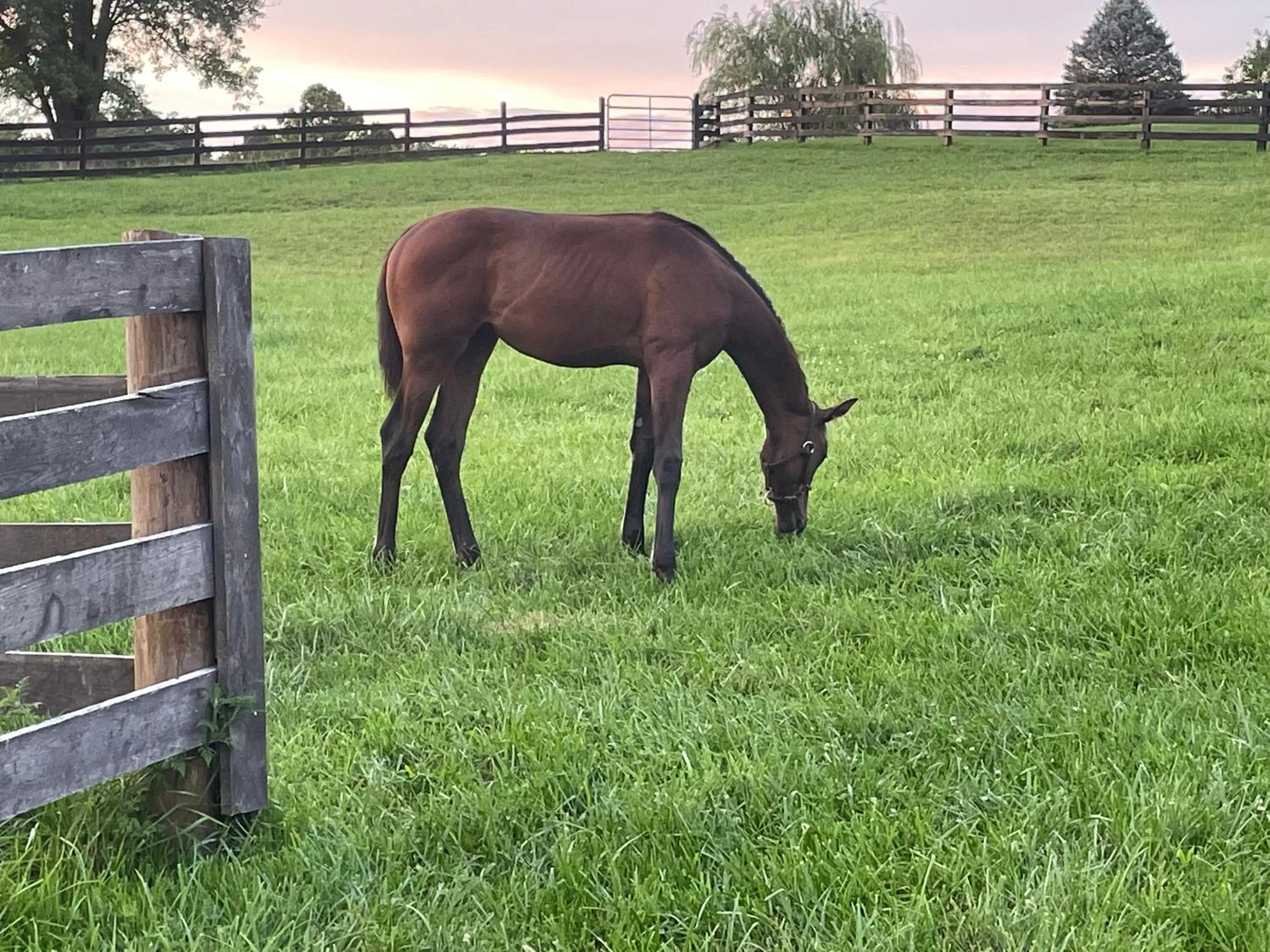 View (from property/room) in Pillow and Paddock B&B