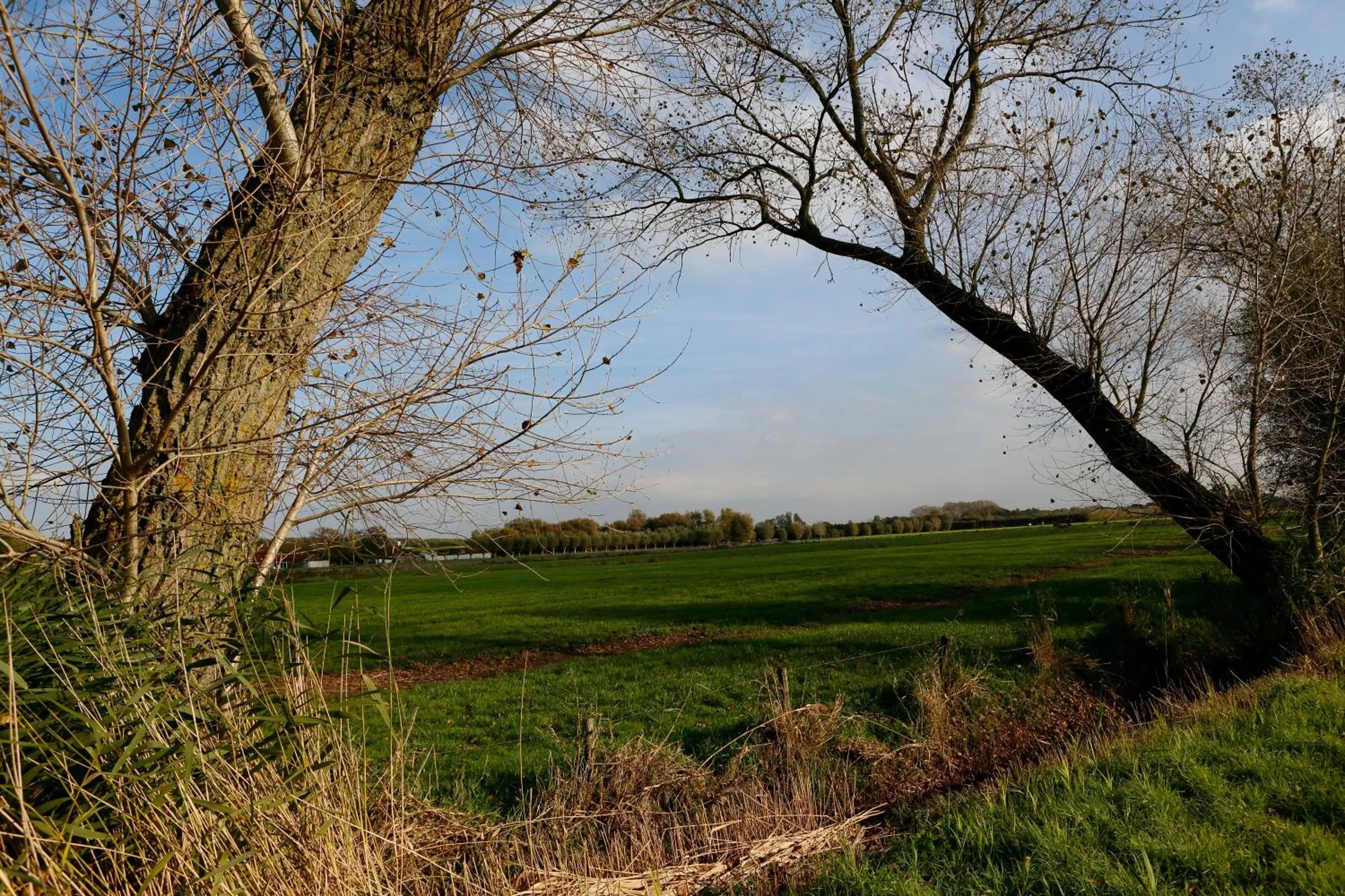 Natural Landscape in De Grote Wateringe