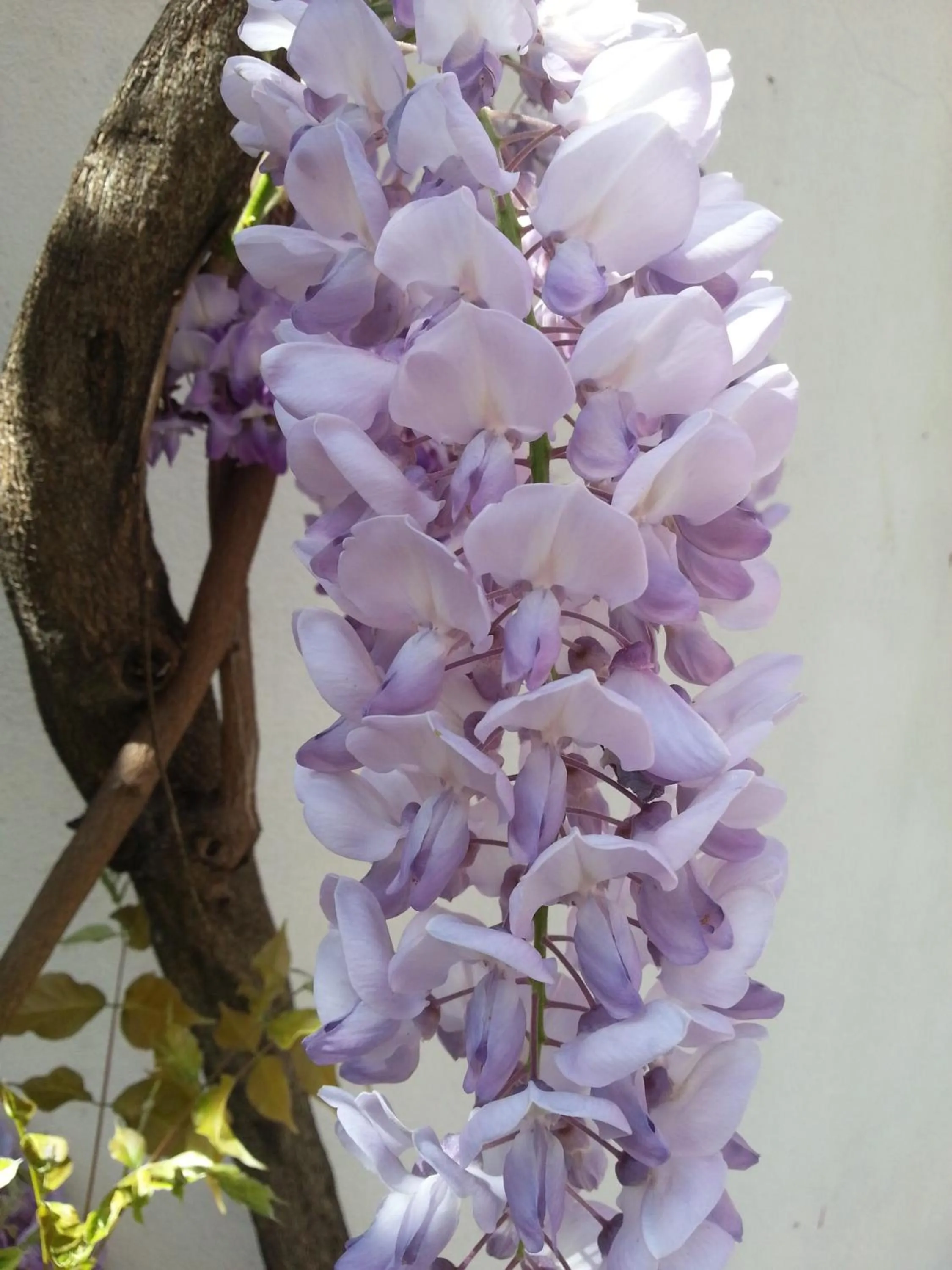 Spring in Il Girasole High Quality Inn