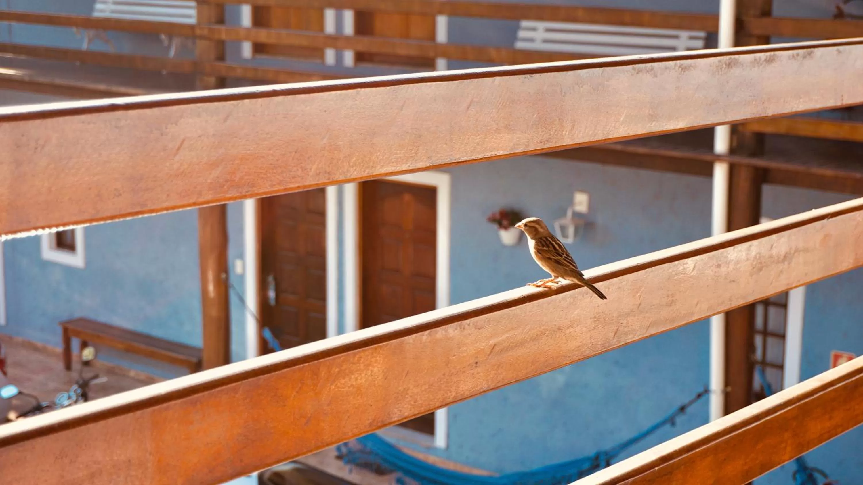 Animals, Other Animals in Beija Flor Pousada