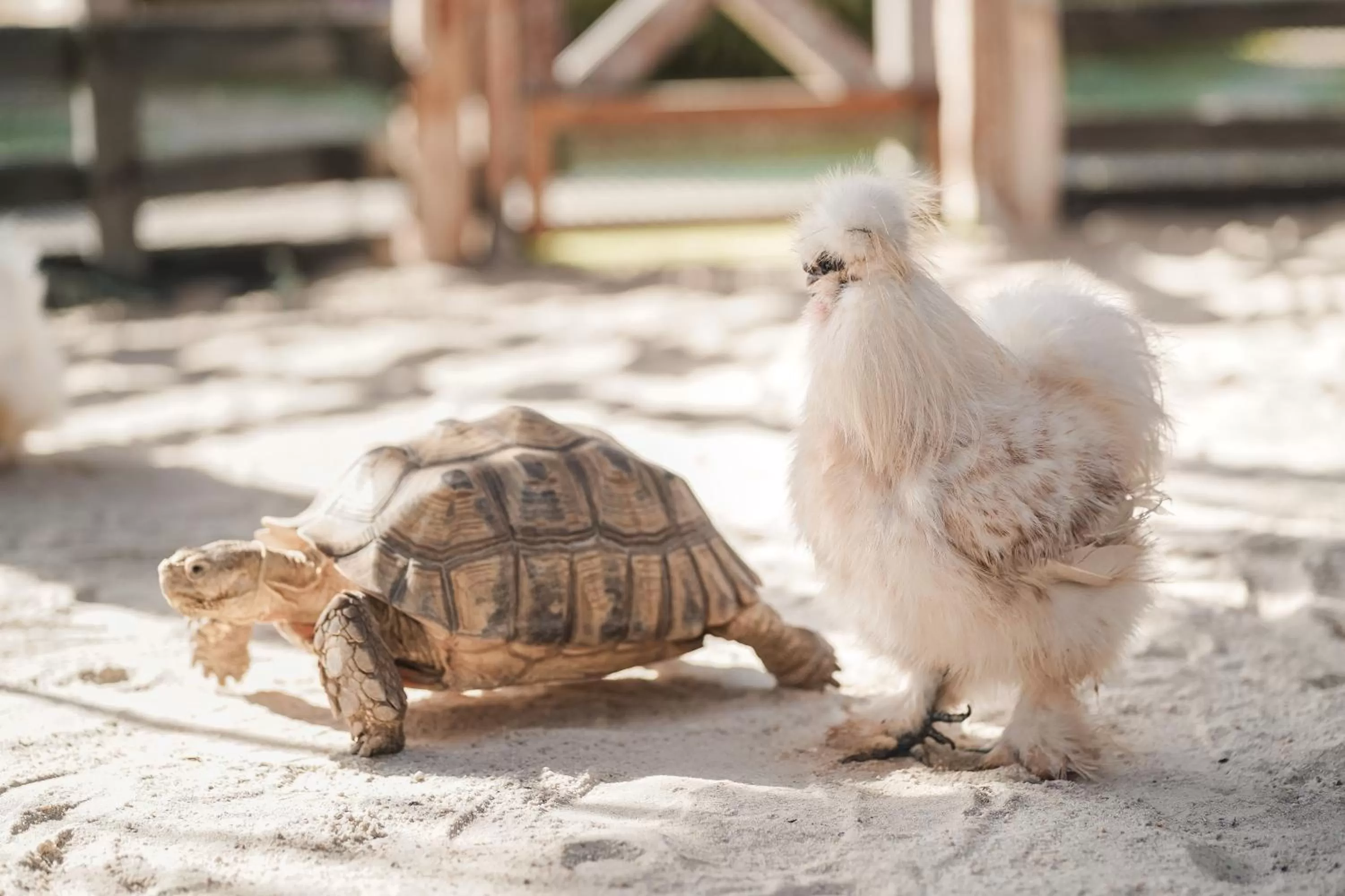 Day in Thavorn Palm Beach Resort Phuket