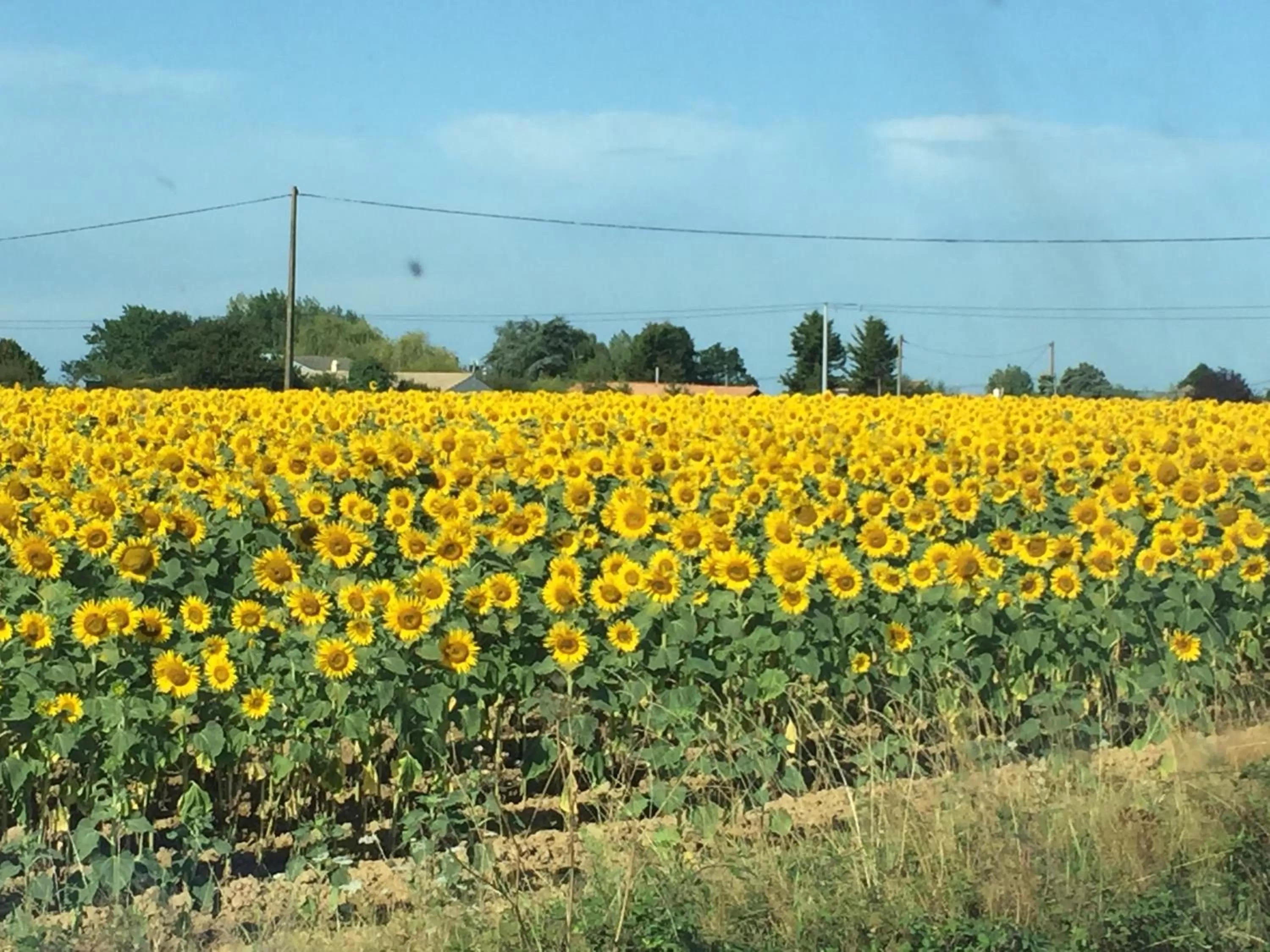 Natural landscape in Au Mas Retz De Jade