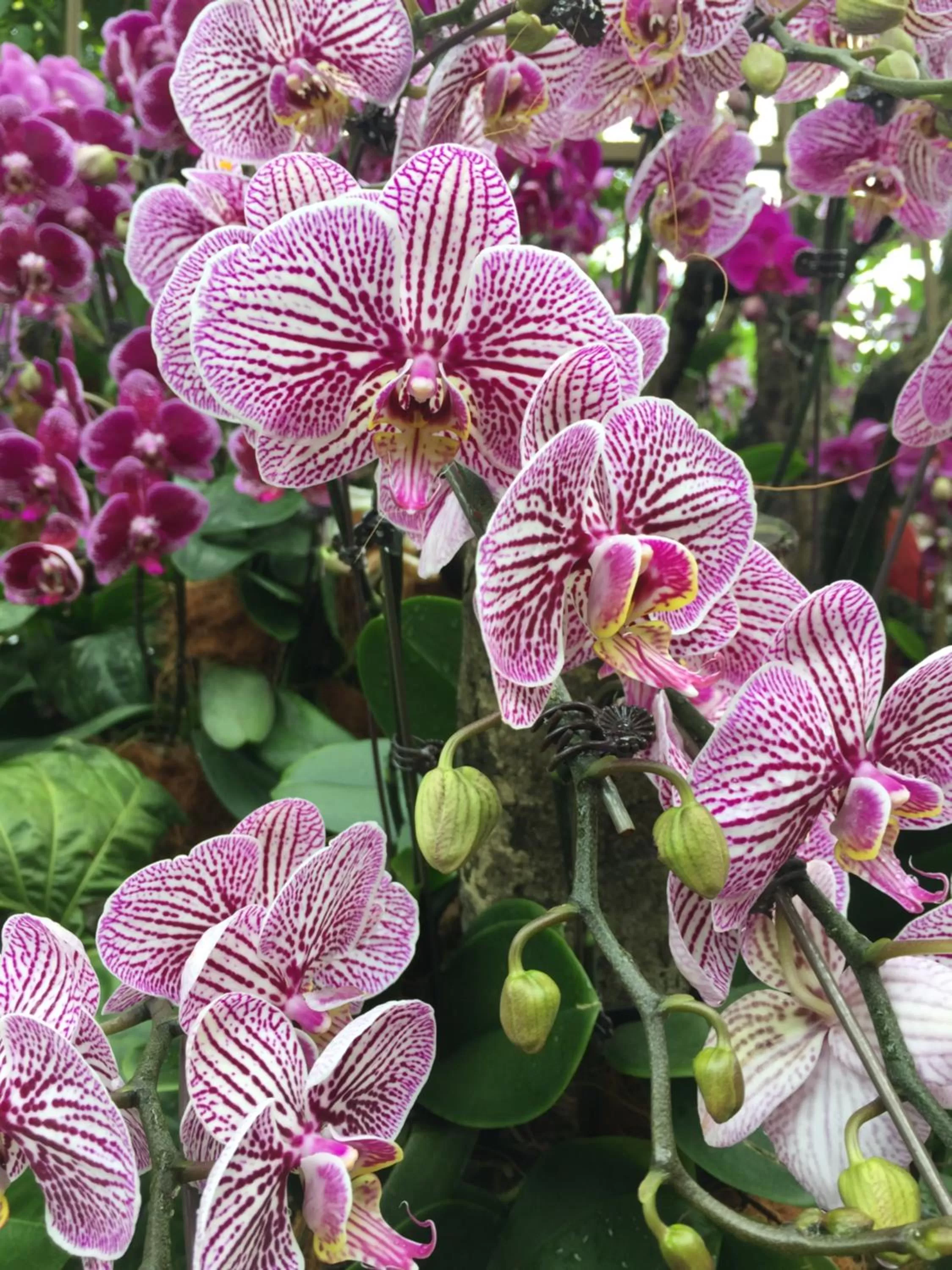Garden in The Fiji Orchid