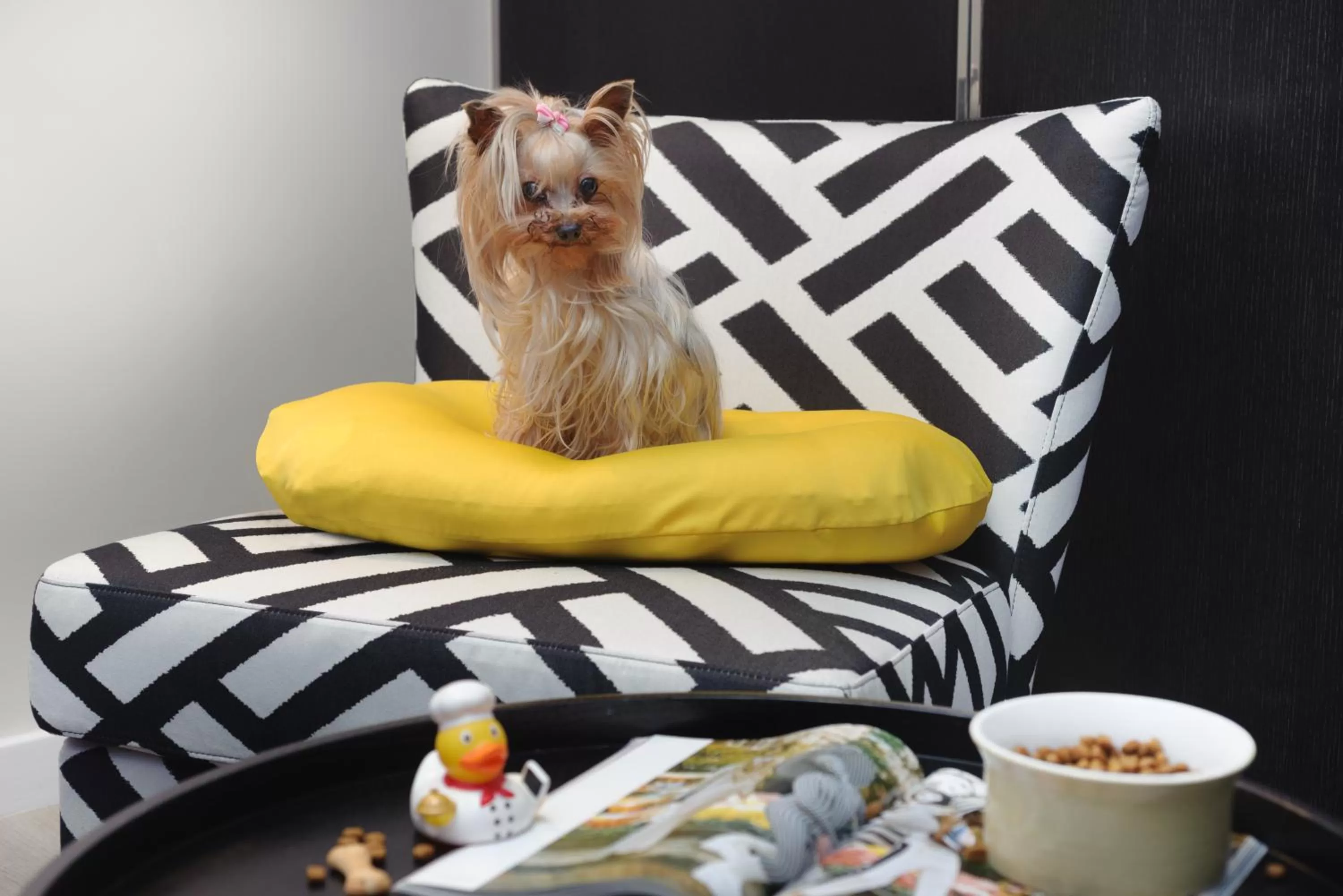 Pets in NYX Tel Aviv