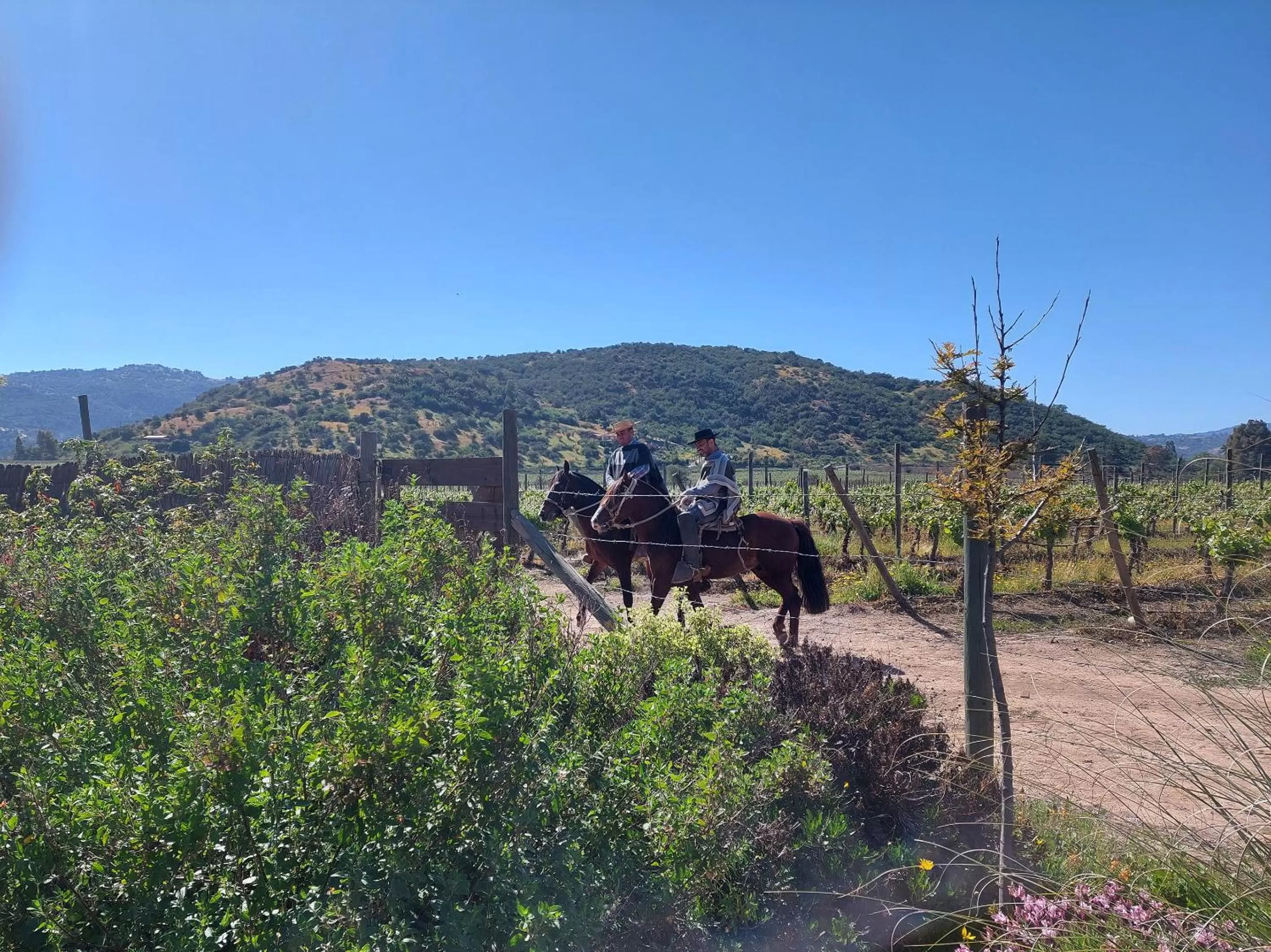 Garden in Callihue Lodge