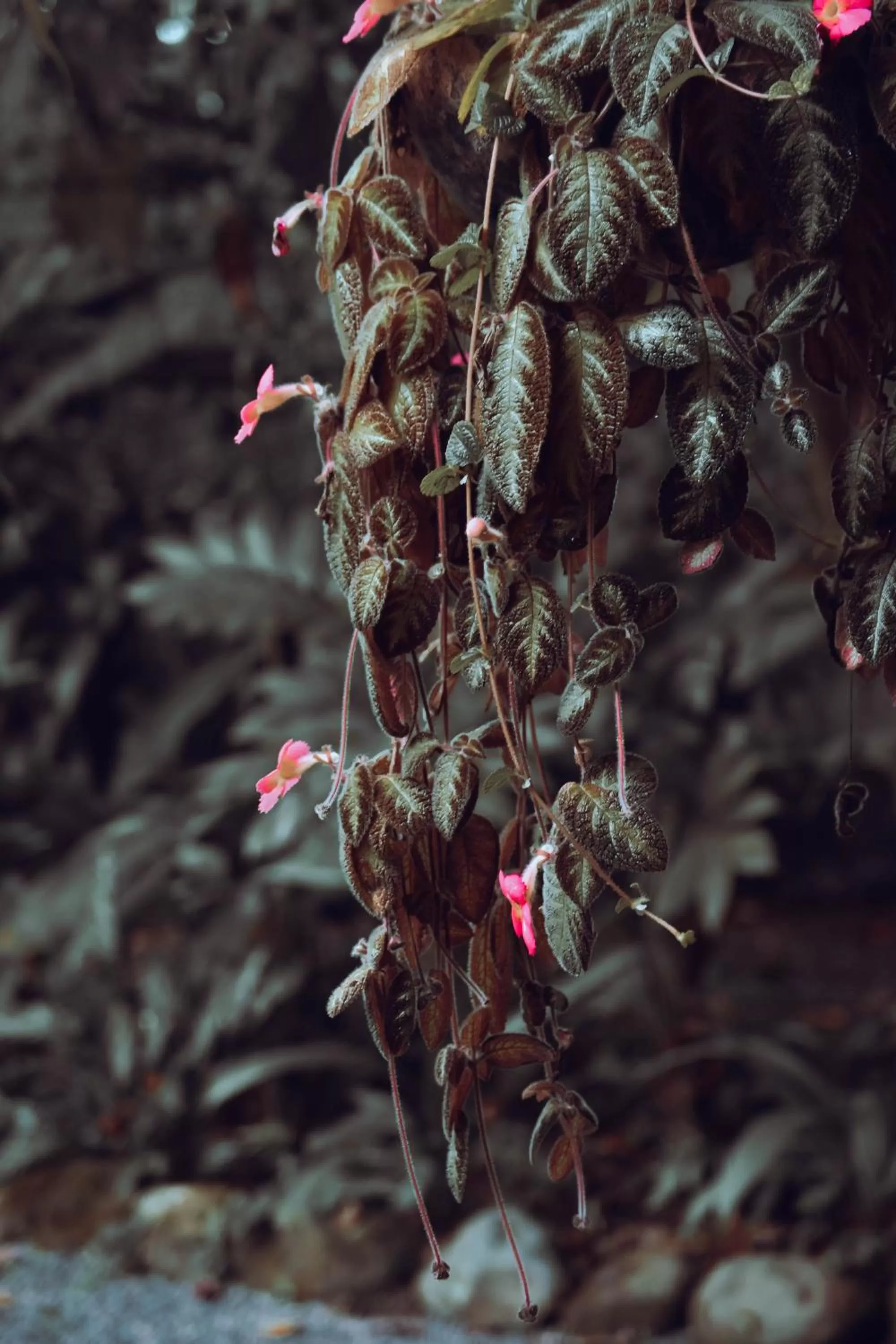 Garden, Other Animals in Arenal Descanso