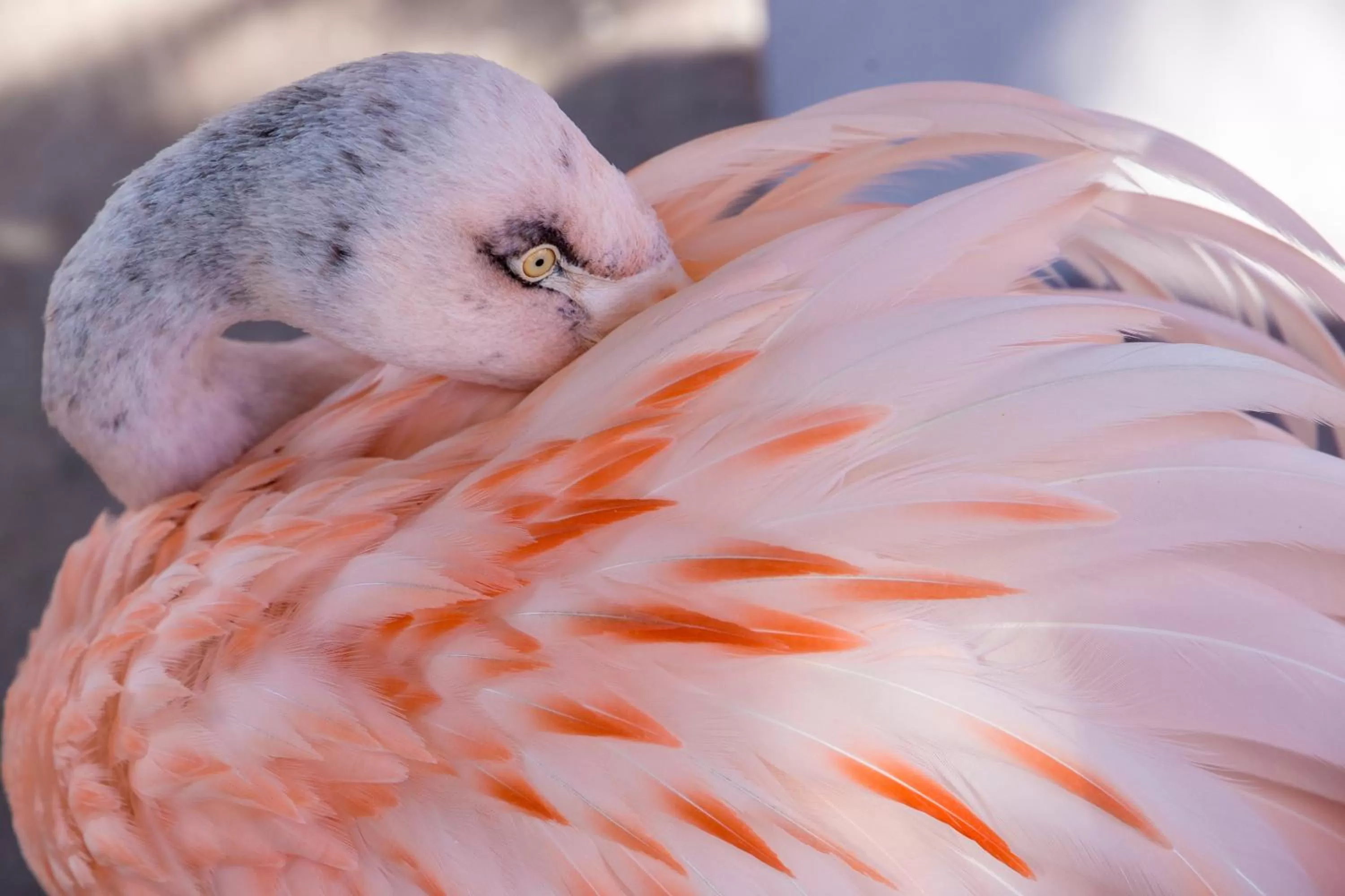 Other Animals in Pousada Sol e Mar