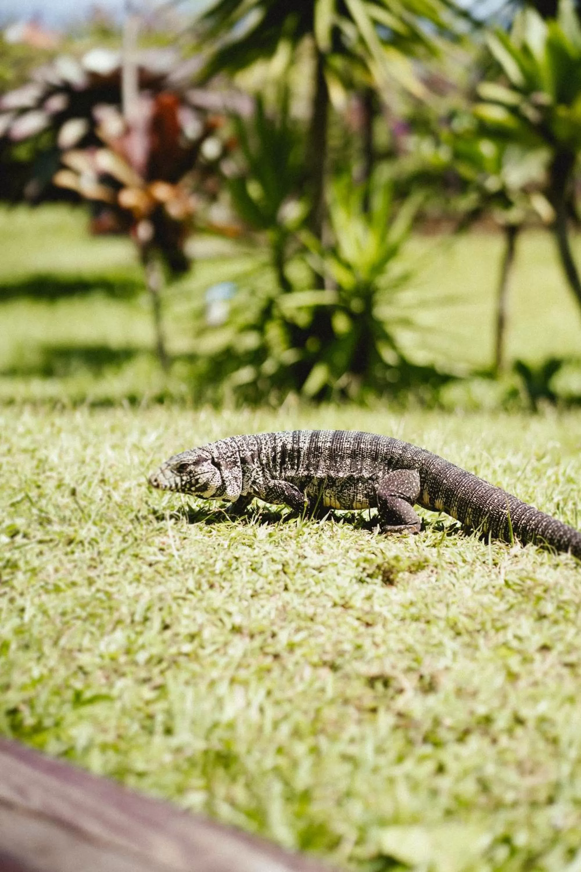 Natural landscape, Other Animals in Antares Club Hotel Lagoinha