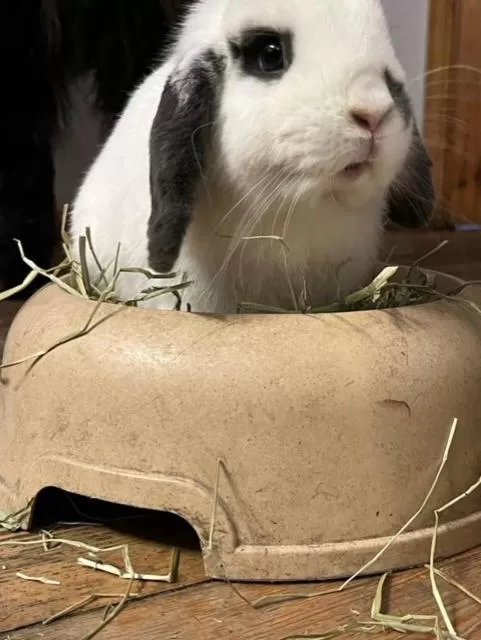 Animals in Hotel La Grange - Animal Chic Hotel