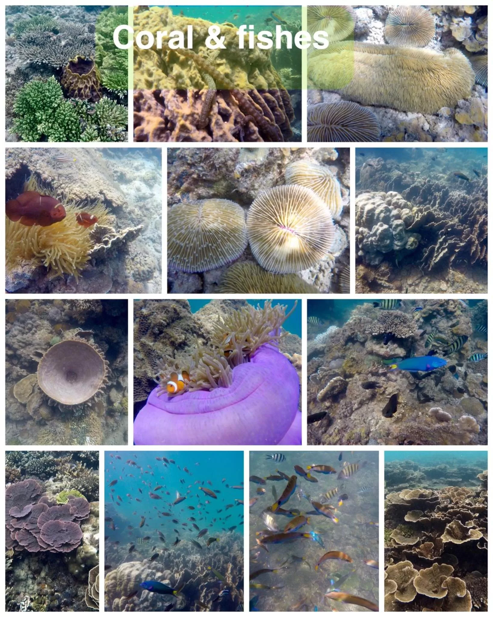 Other Animals in Dragon Pearl Beach Resort