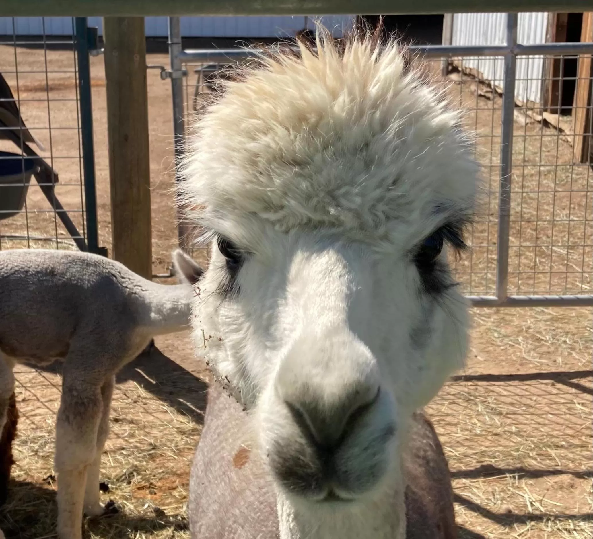 Activities in Smith Rock Resort