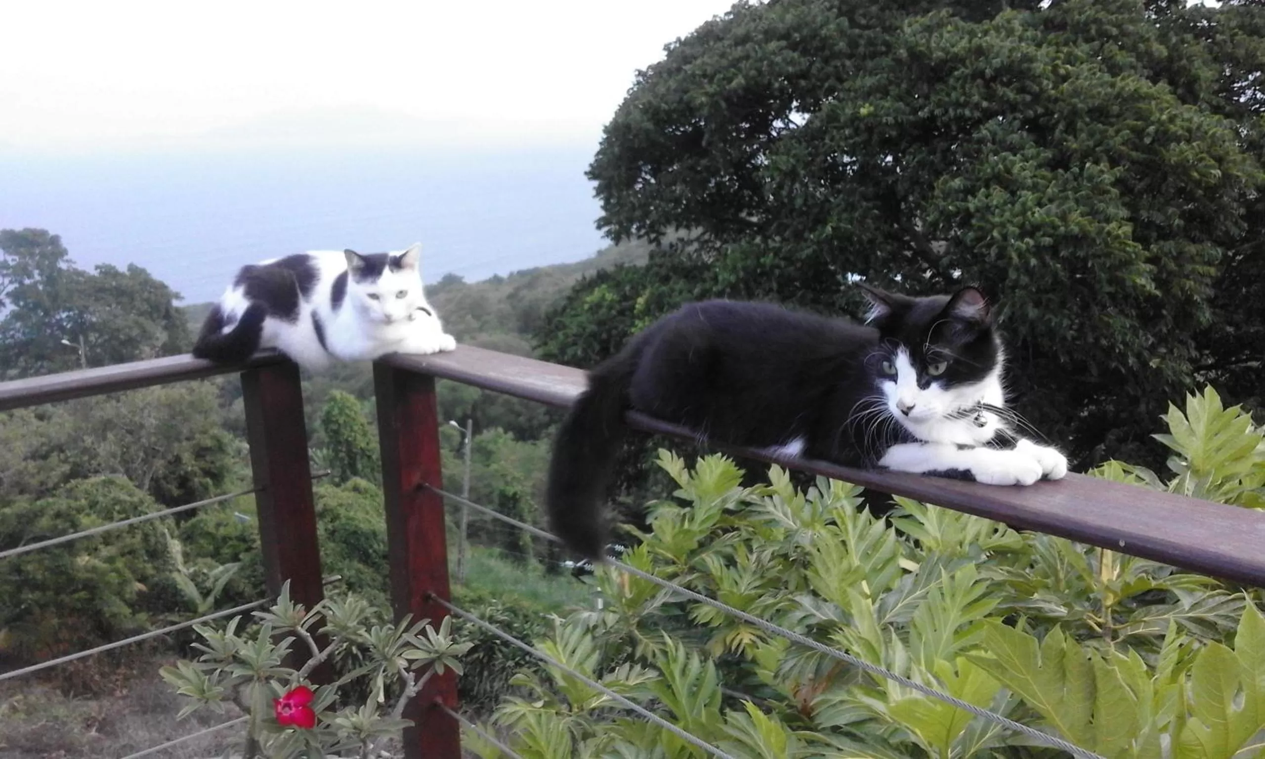 Balcony/Terrace, Pets in Villa Cajou (Chambre d'hôtes chez l'habitant)