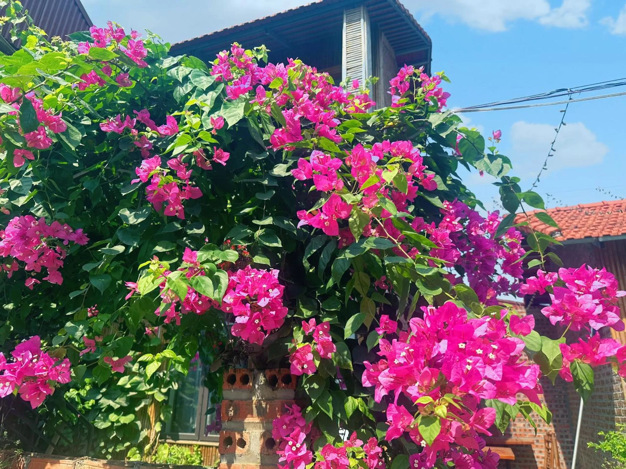 Garden, Property Building in Trang An Moon Garden Homestay