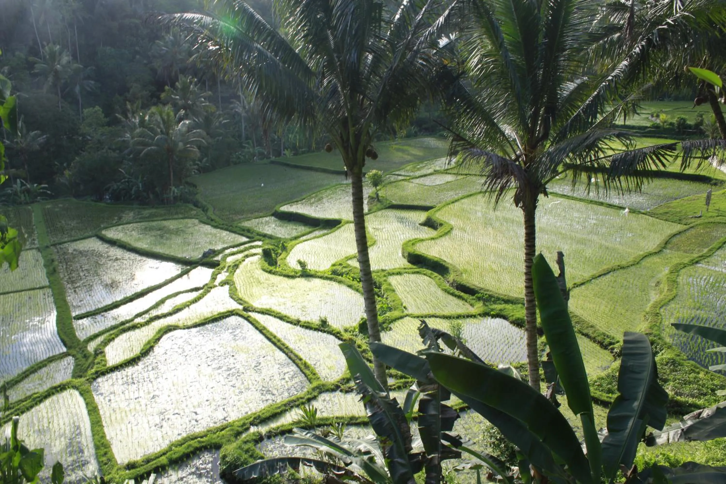 Natural landscape in Junjungan Ubud Hotel and Spa