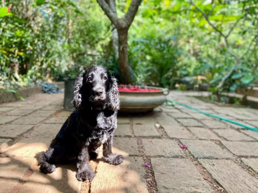 Property building, Pets in Villa Jacaranda