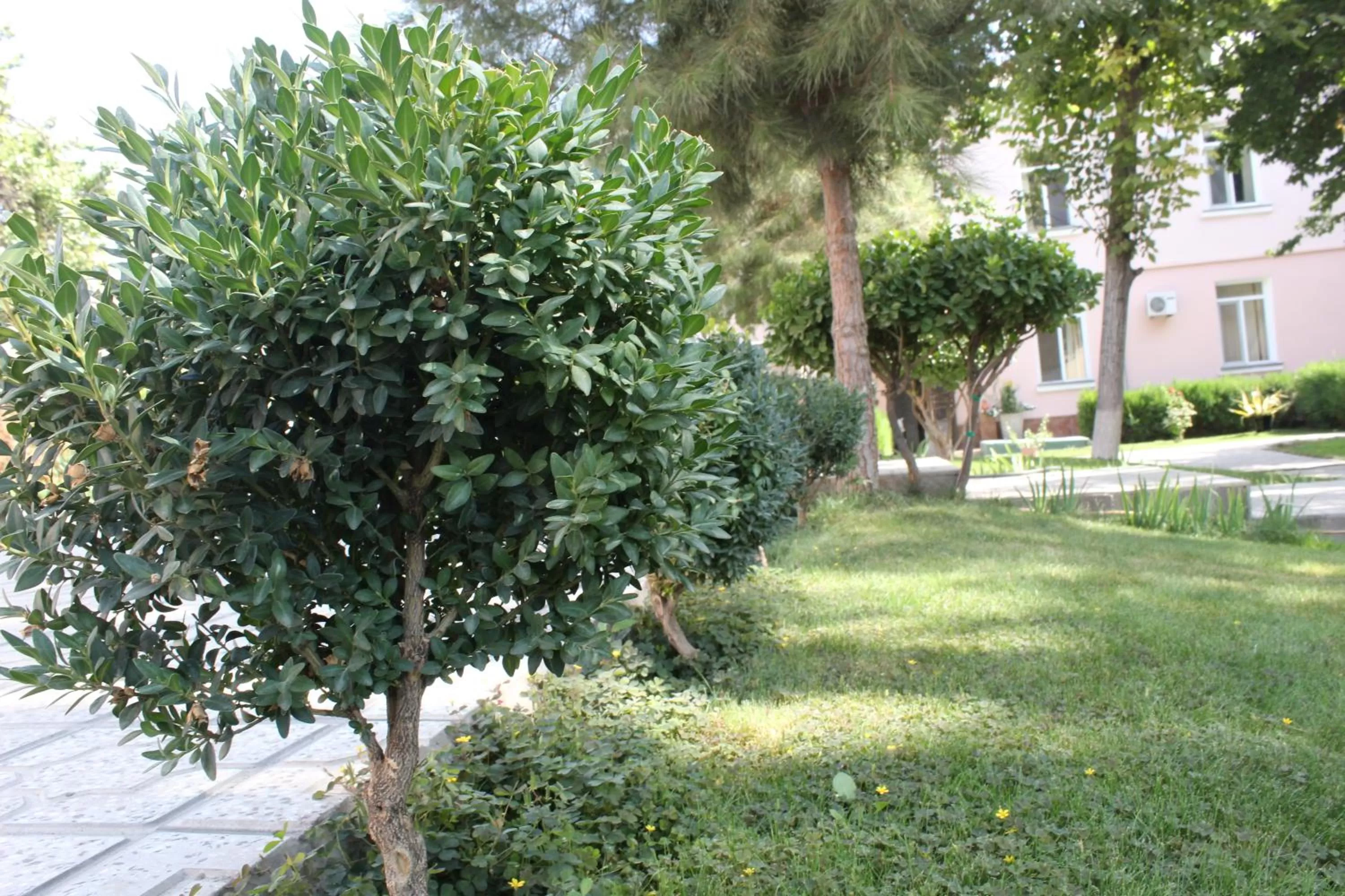 Garden in Armon Apart Hotel
