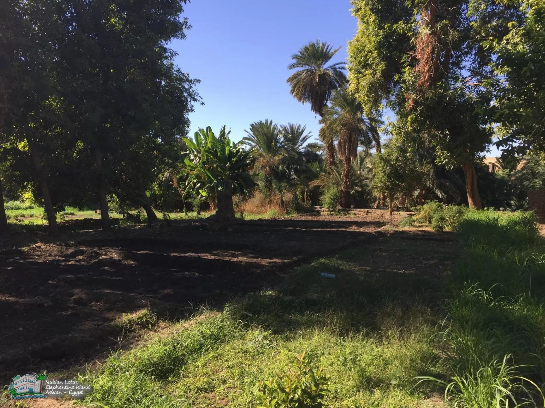 Garden in Nubian Lotus