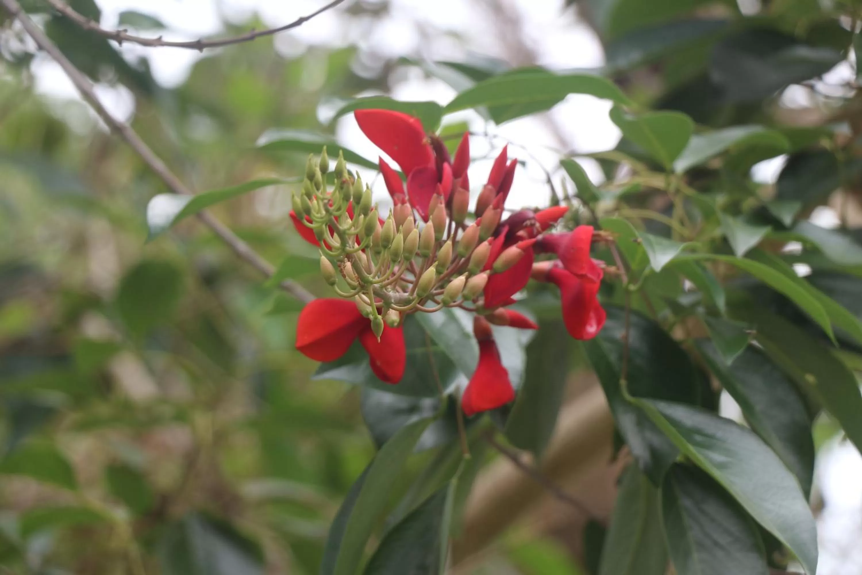 Garden view in Try Palace Resort-Kep