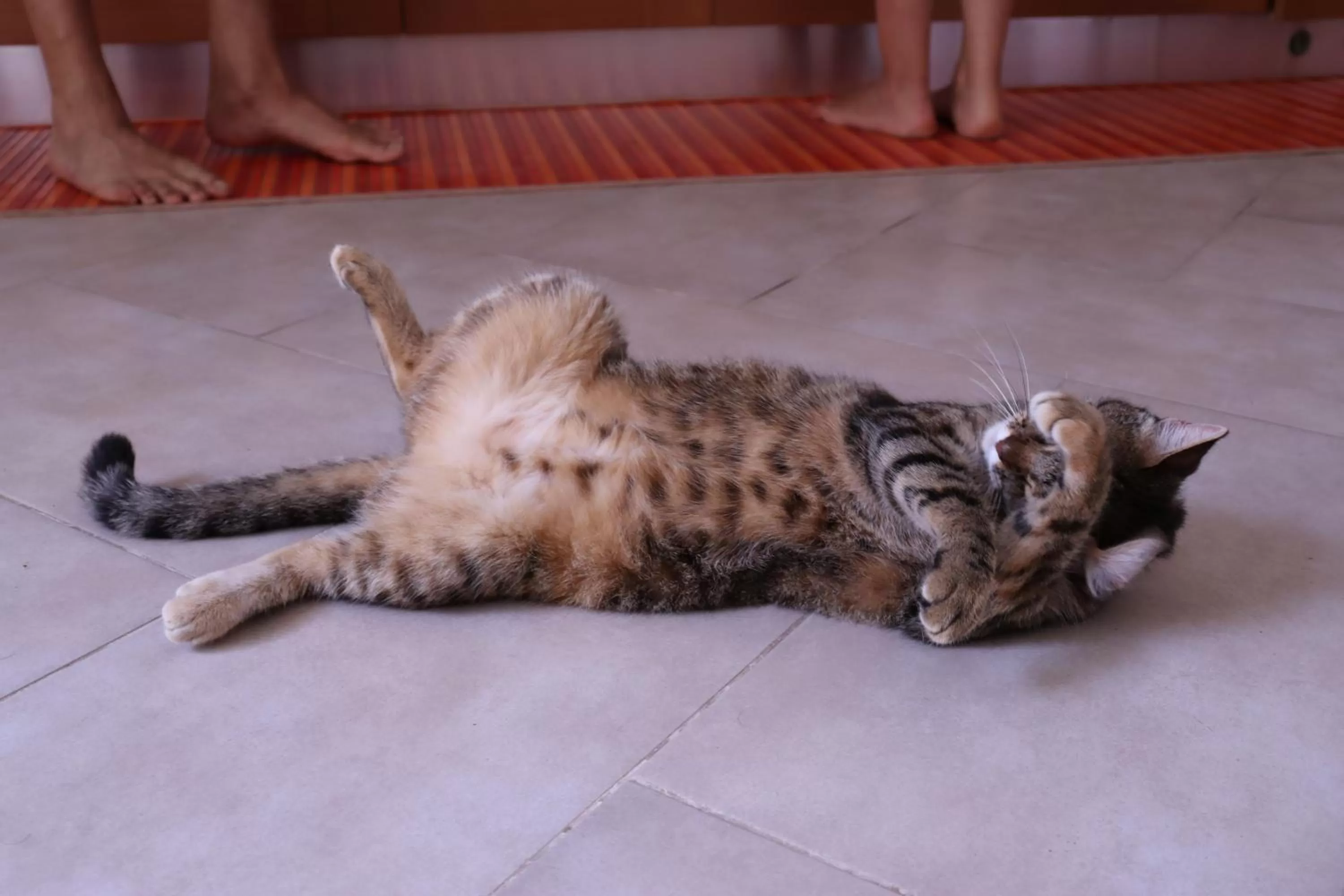 Pets in Viaggio nel Cuore dell'Arte