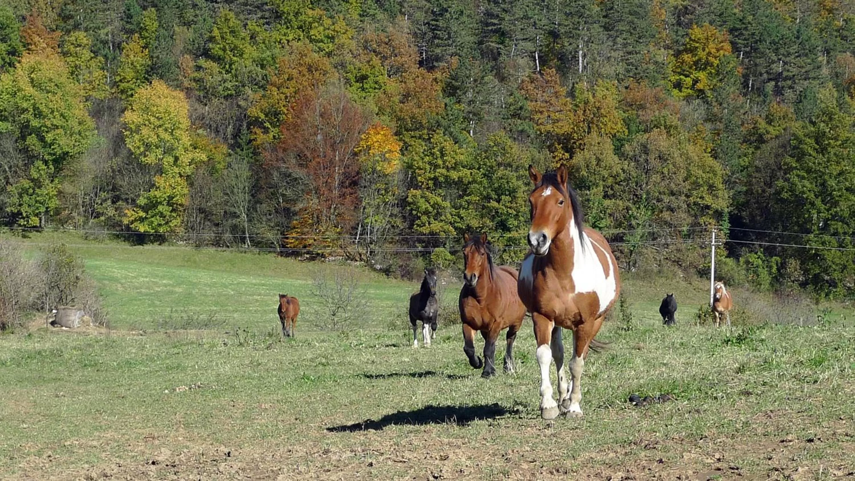 Animals, Horseback Riding in Bed and Breakfast Špelca