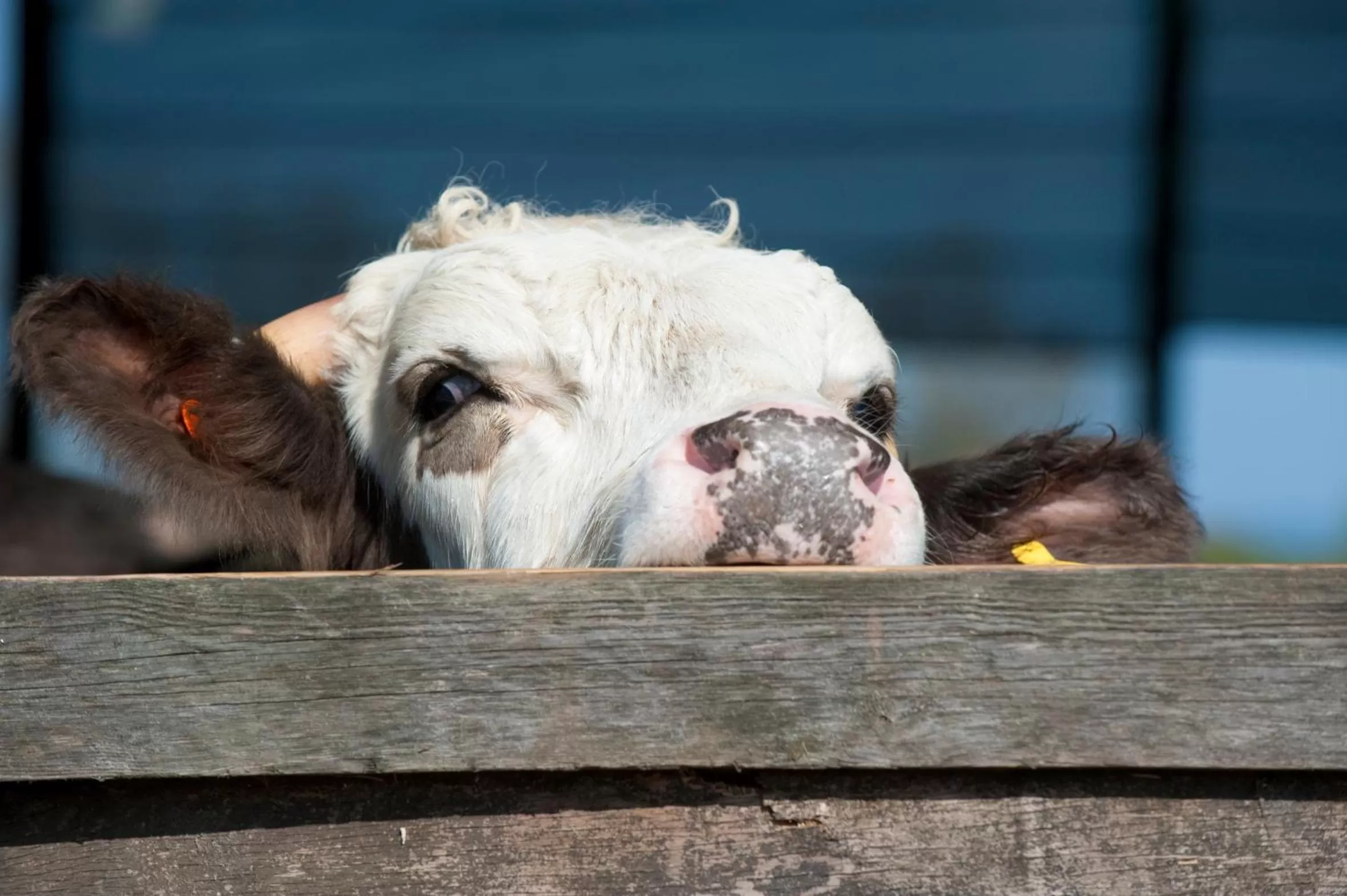 Animals in Broome Park Farm B&B