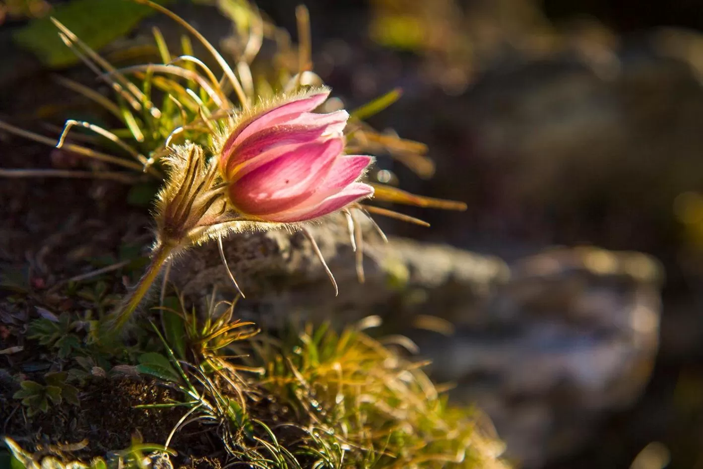 Hiking in Hotel Restaurant Les Brases