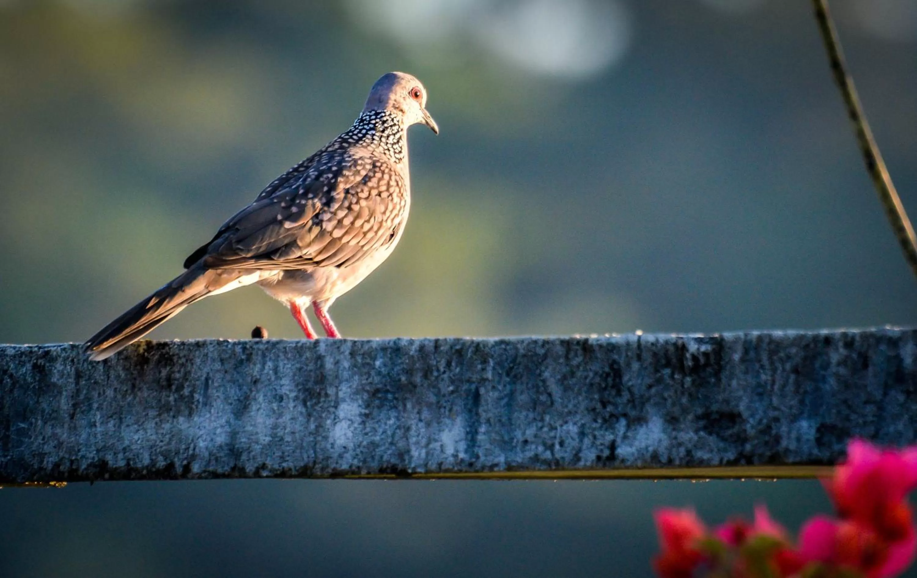 Pets in Elegant Hotel