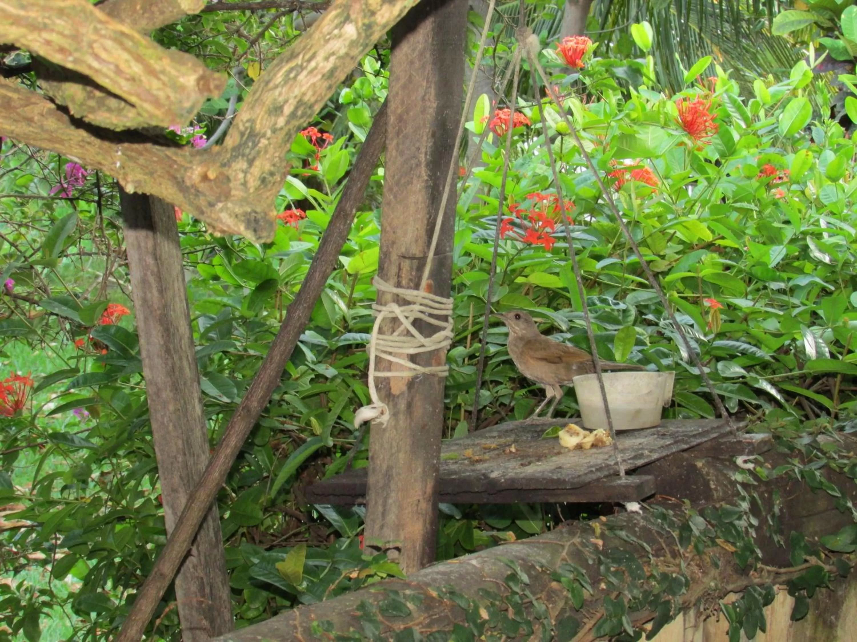 Garden, Other Animals in Pousada Ipitanga IV
