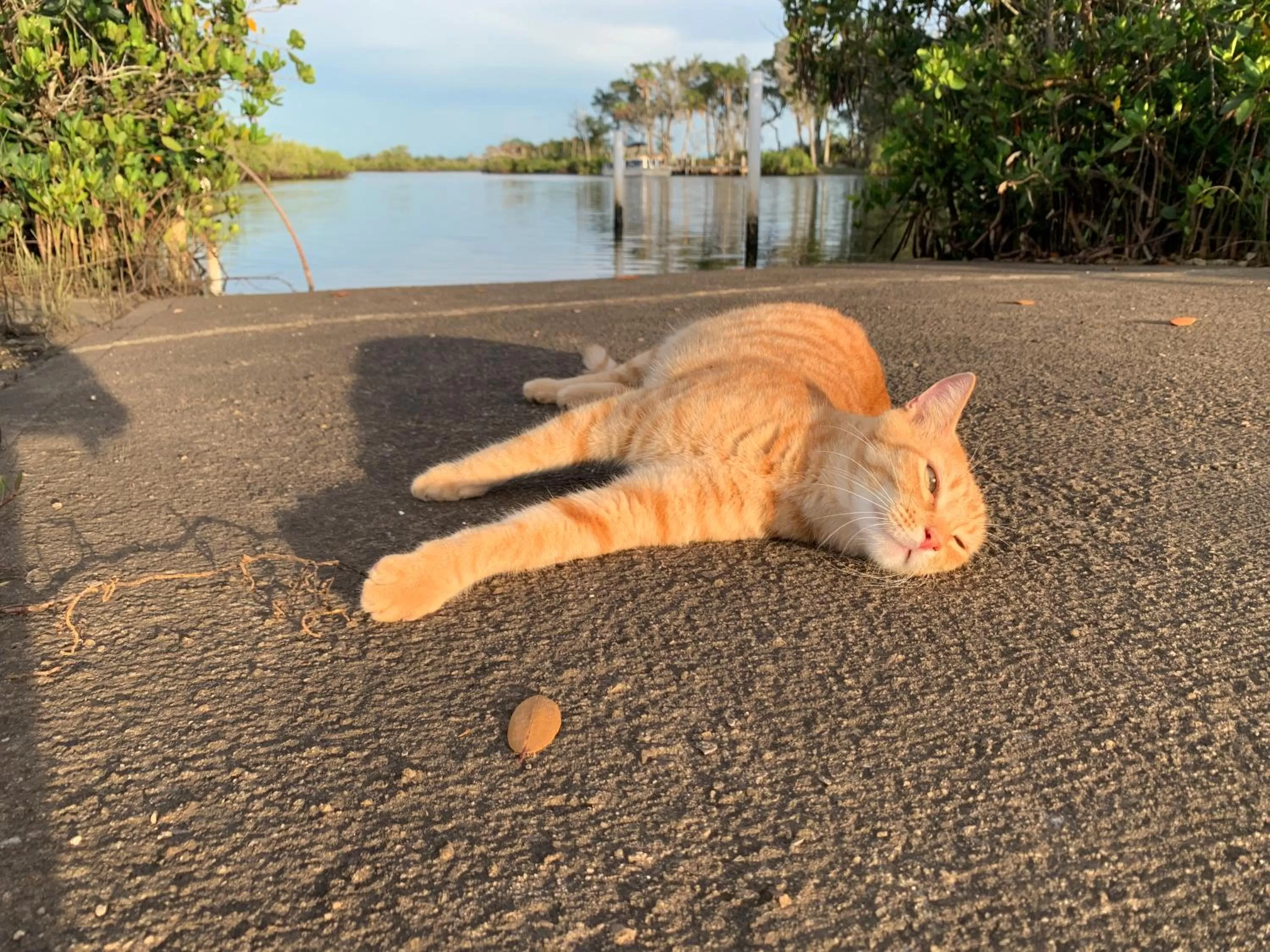Staff, Pets in Crystal River Lullaby B&B