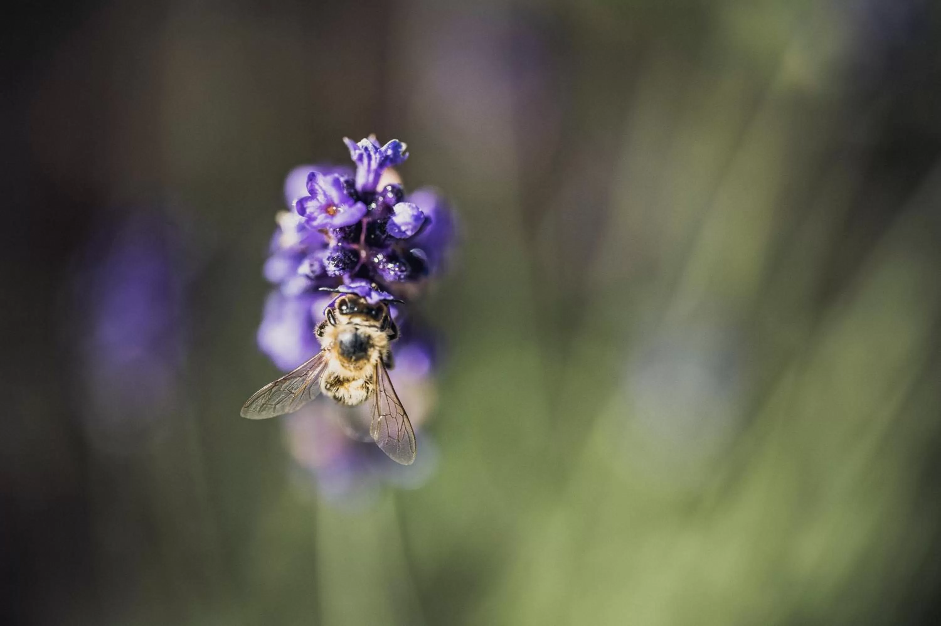 Nearby landmark in Biohotel Rastbichlhof