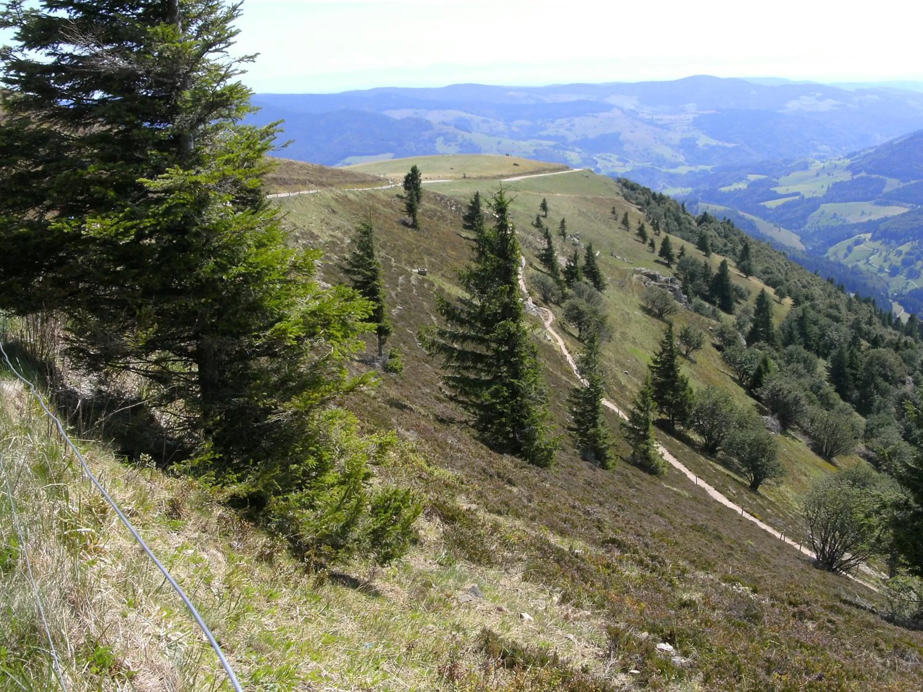 Natural landscape in ZUR TRAUBE Schwarzwaldhotel & Restaurant am Titisee