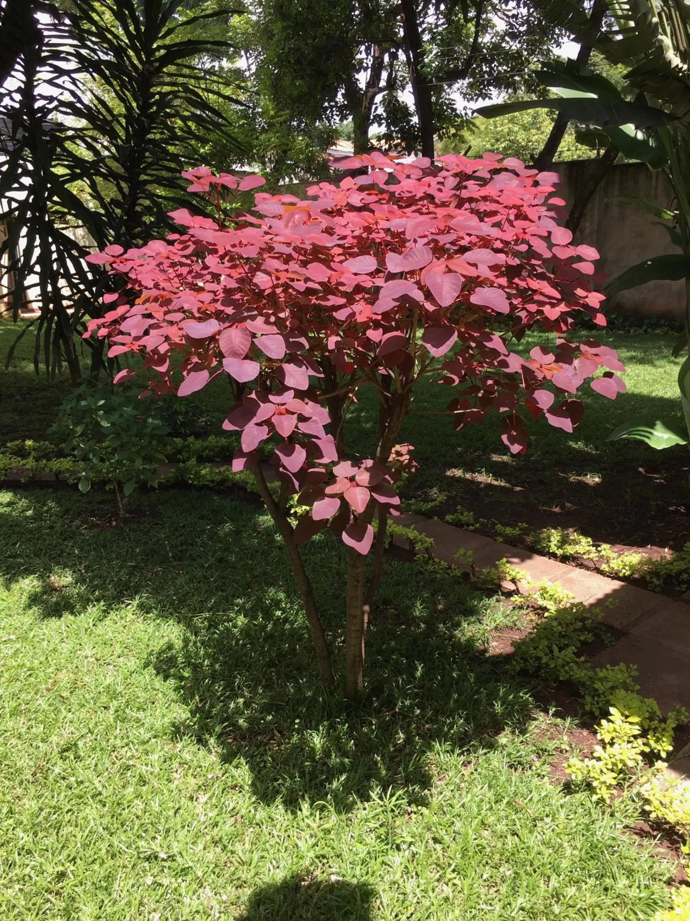 Garden in Bristol Cottages Kilimanjaro