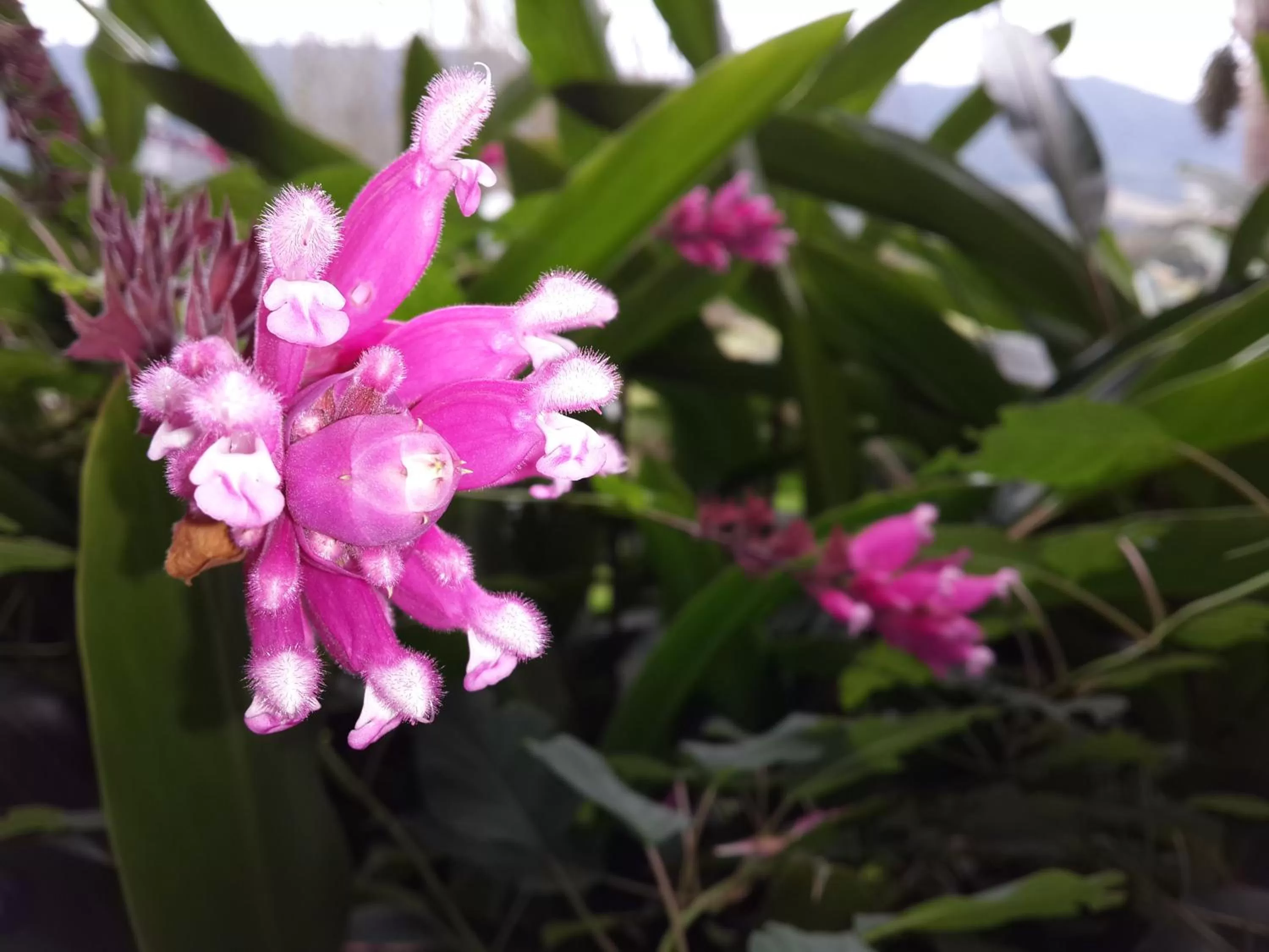 Other in Bina's Haus Pousada, Cafeteria e Atelier