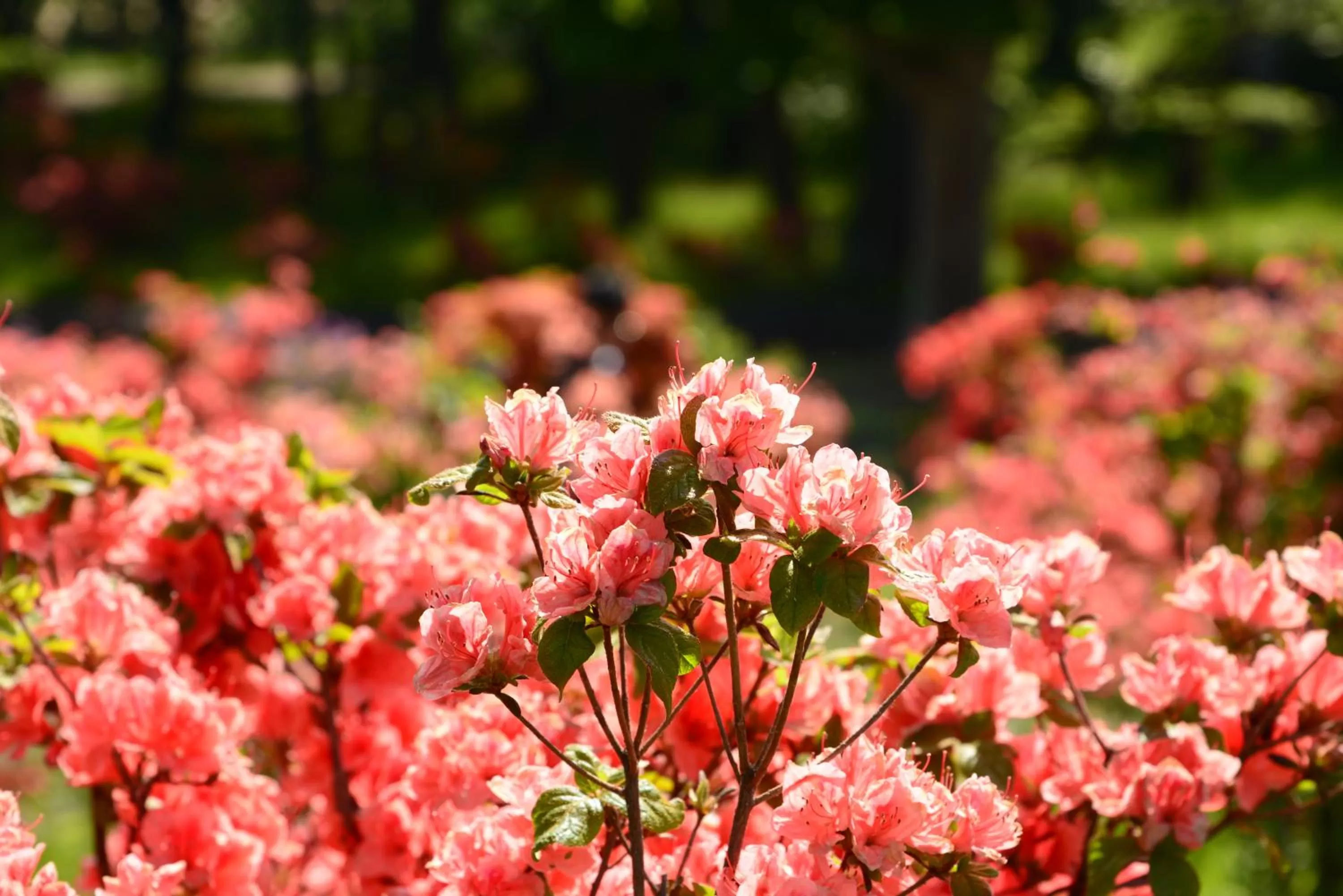 Seasons in Hotel Nord Otaru