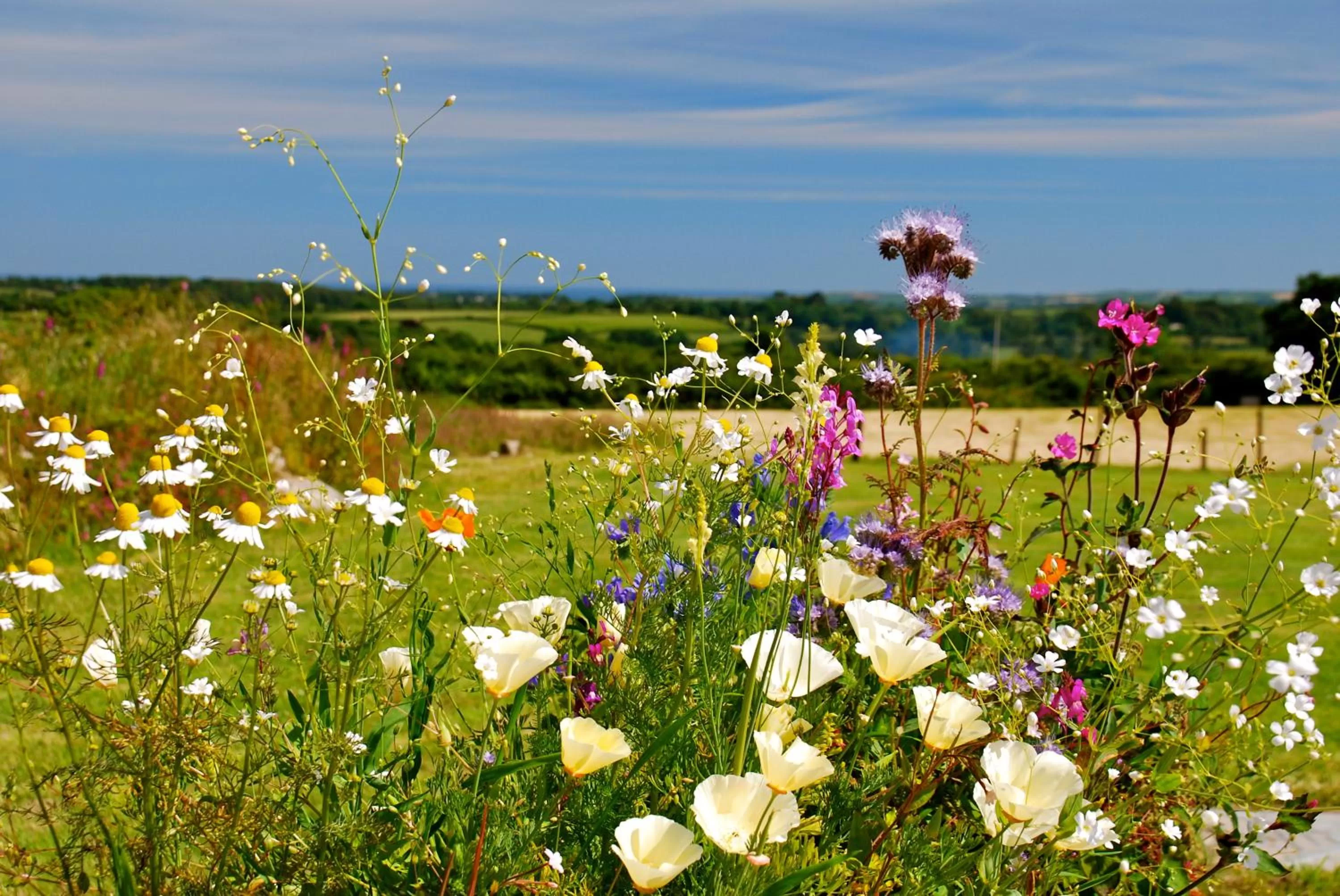 Facade/entrance in Fig Tree House