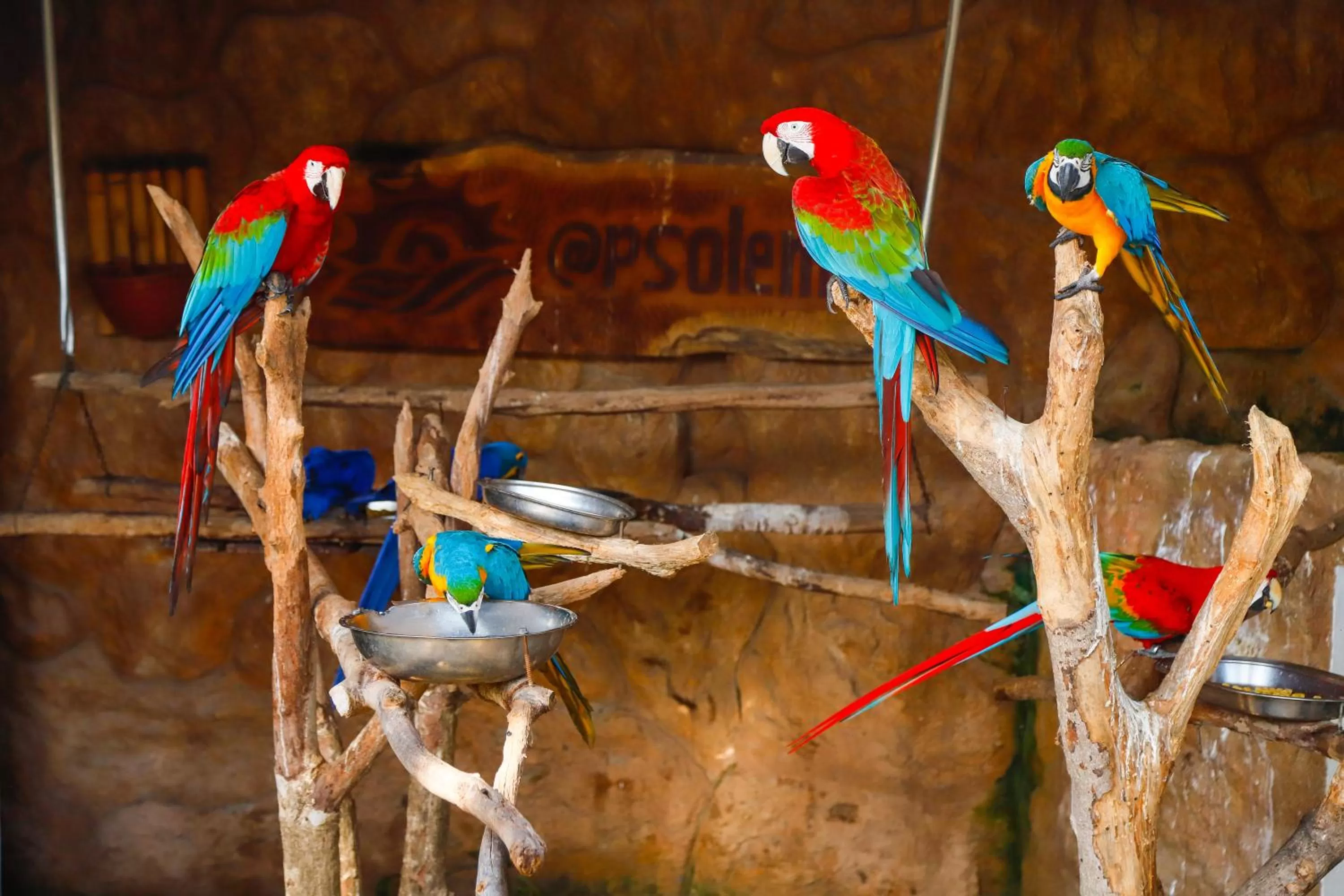 Other Animals in Pousada Sol e Mar