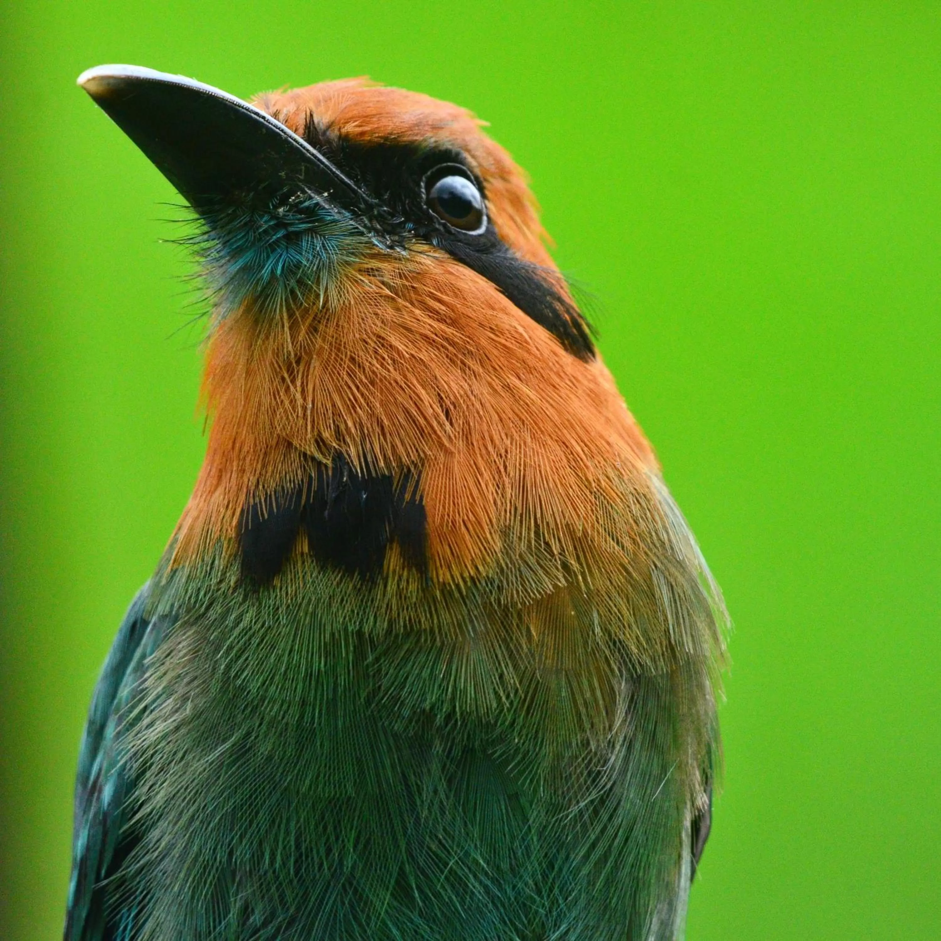 Animals in Birds & Breakfast Costa Rica