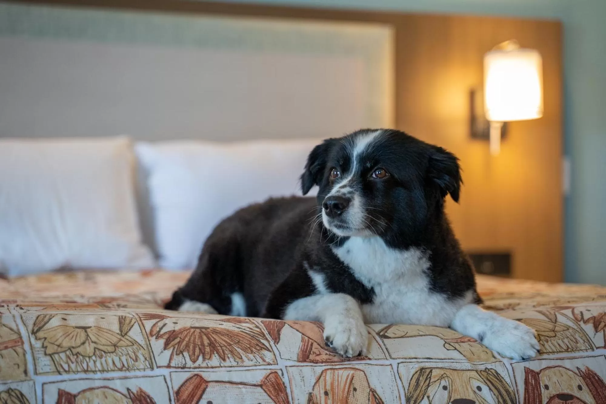 Pets, Bed in Shoreline Inn...on the beach