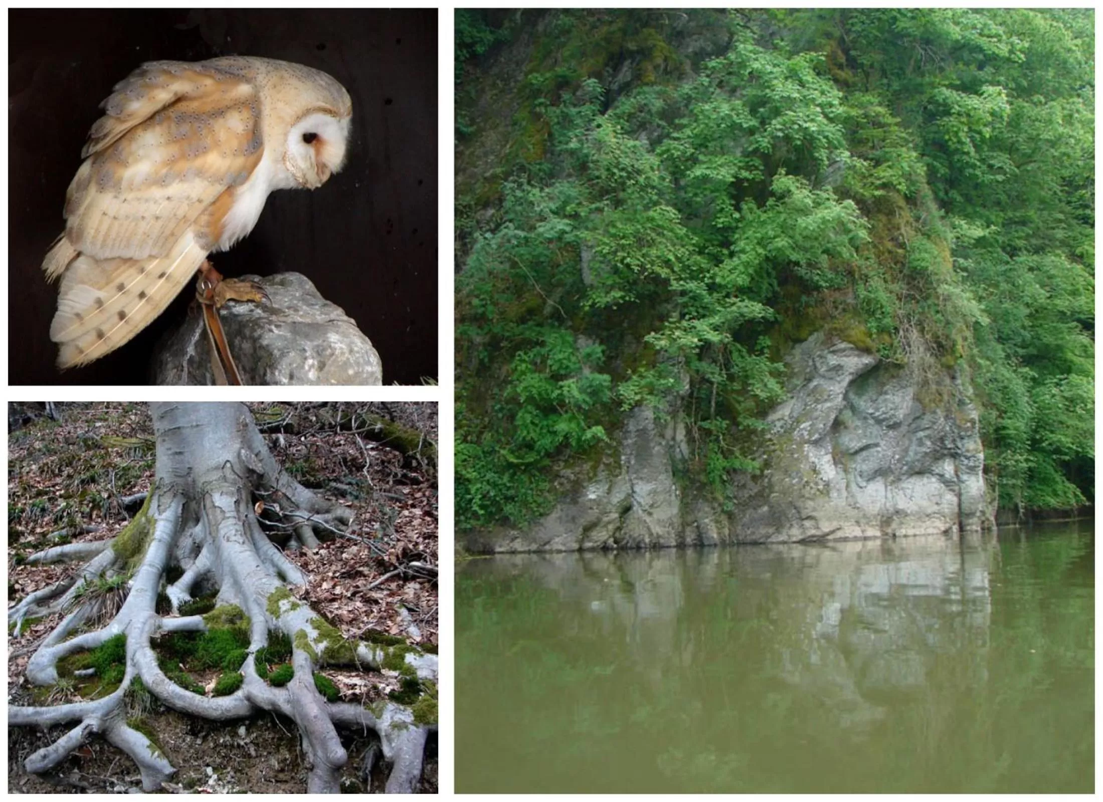 Hiking, Other Animals in Golden Lion