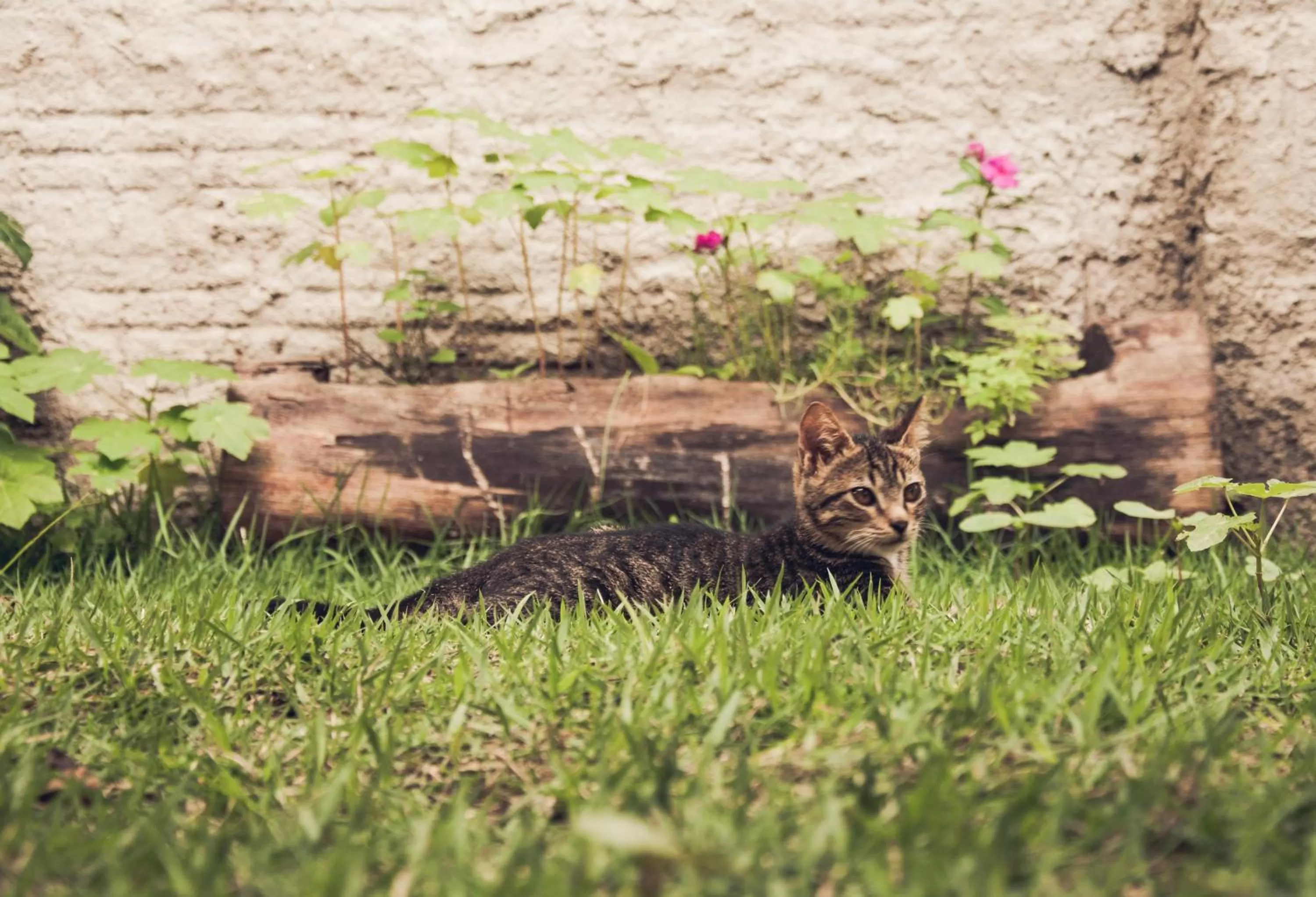 Pets, Other Animals in B&B Pedra do Meio