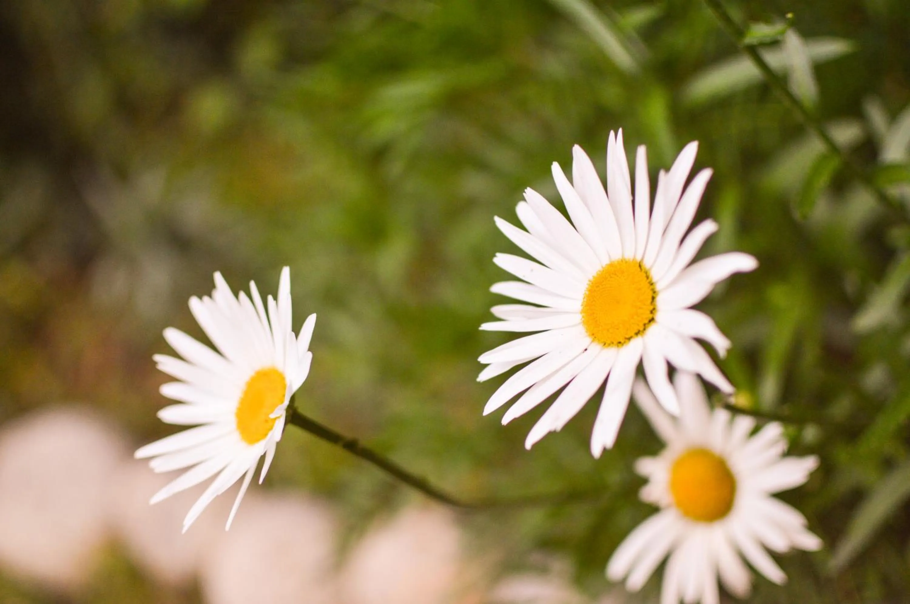 Garden in Hotel Mountain Top
