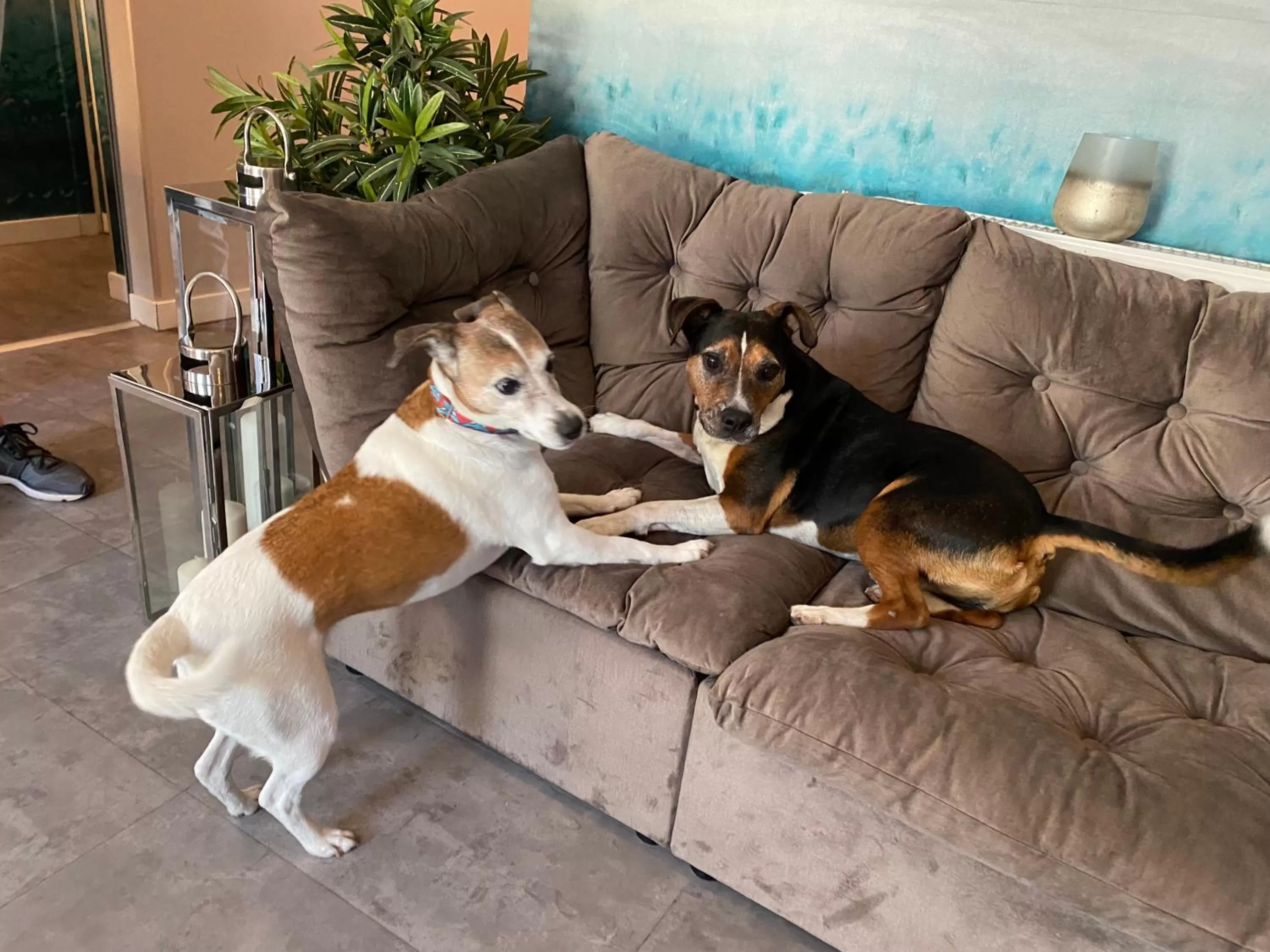 Pets in Margaréta Garden & SPA