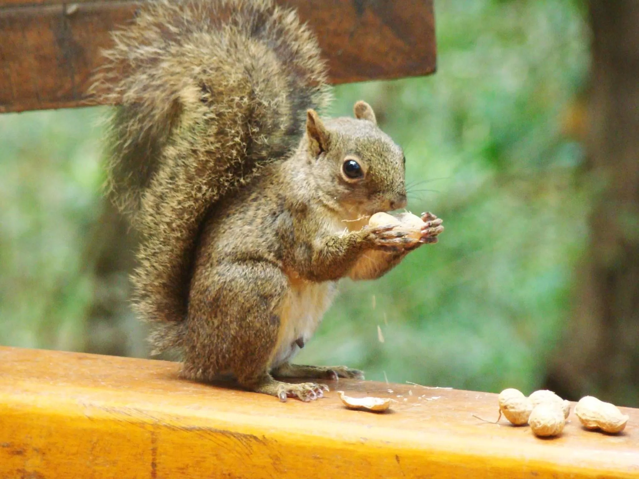 Animals, Other Animals in Pousada do Castelo